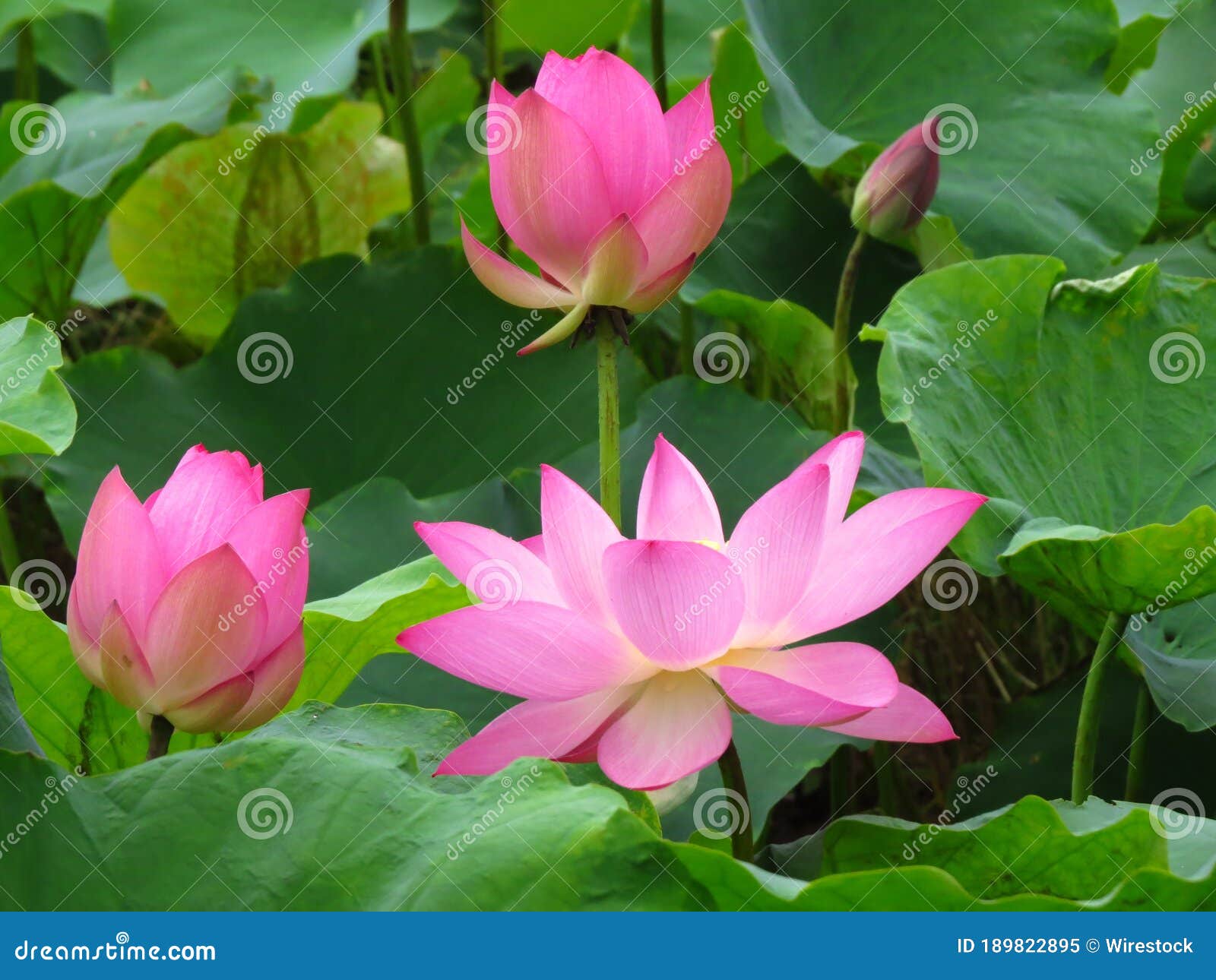 Group of Pink Lotus Flowers in Different Stages of Growth Stock Image