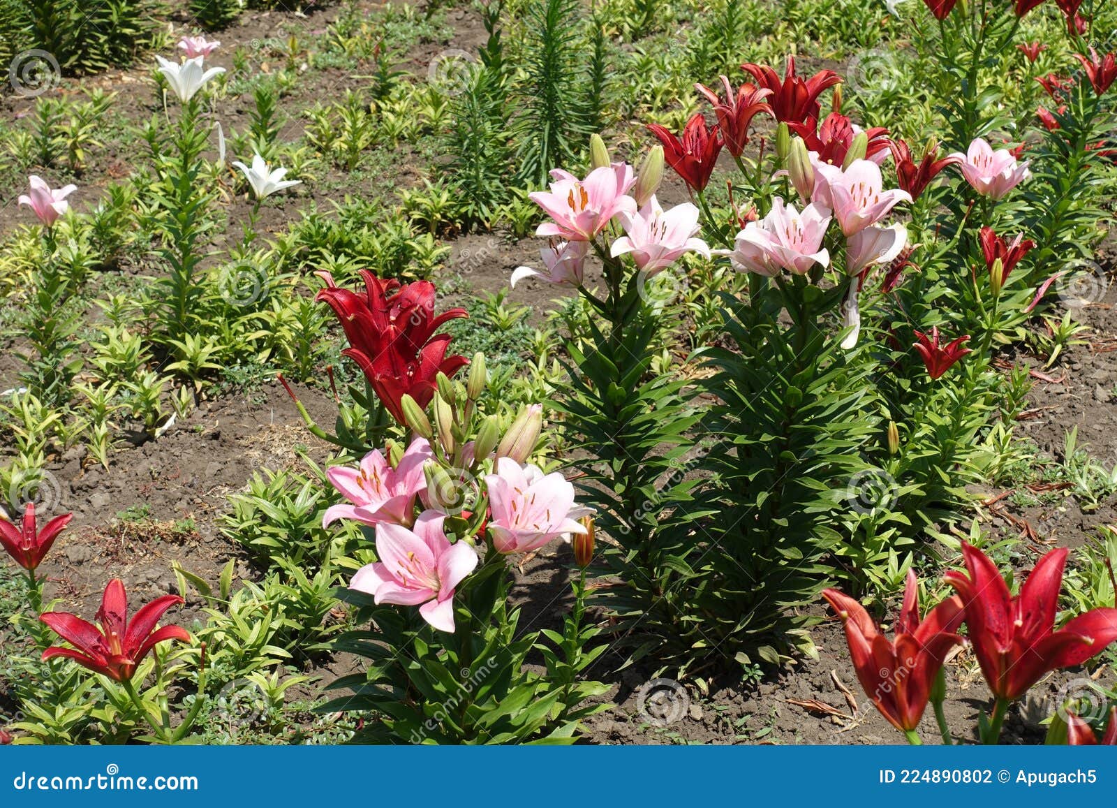 Group of Pink and Red Flowers of Lilies Stock Photo Image of garden, green 224890802