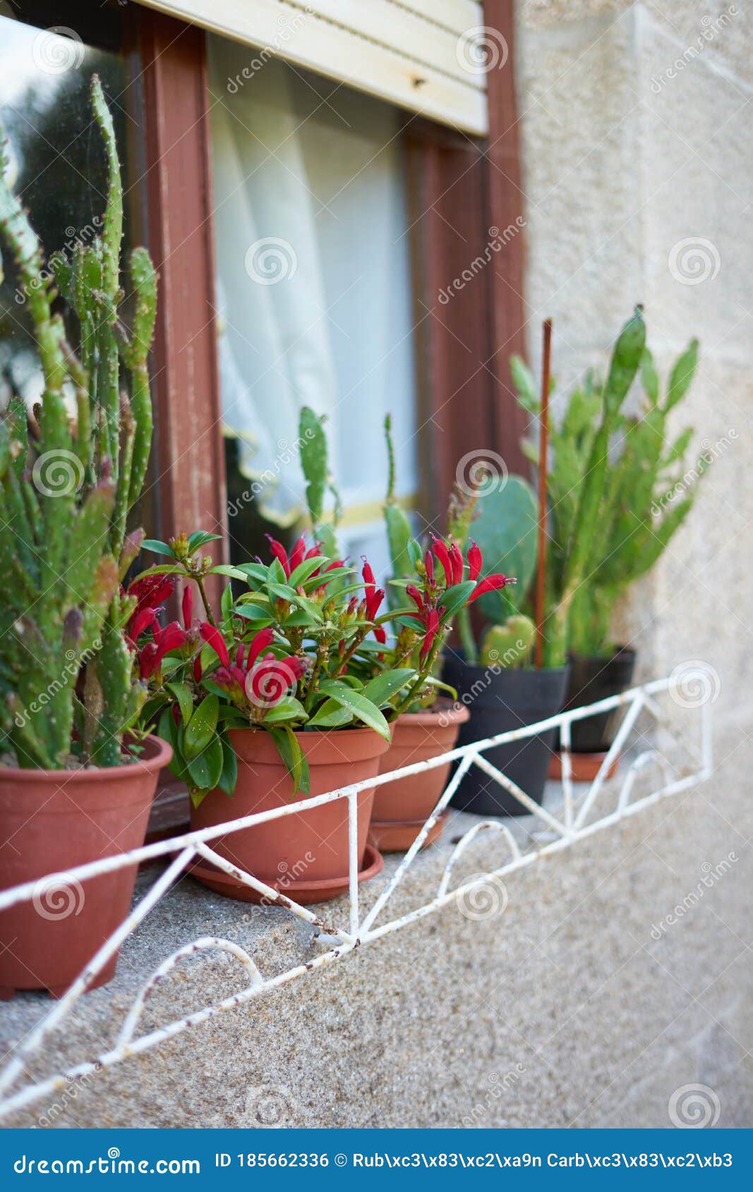 Group of Plants on Flower Pots Decorating an Exterior Window Stock