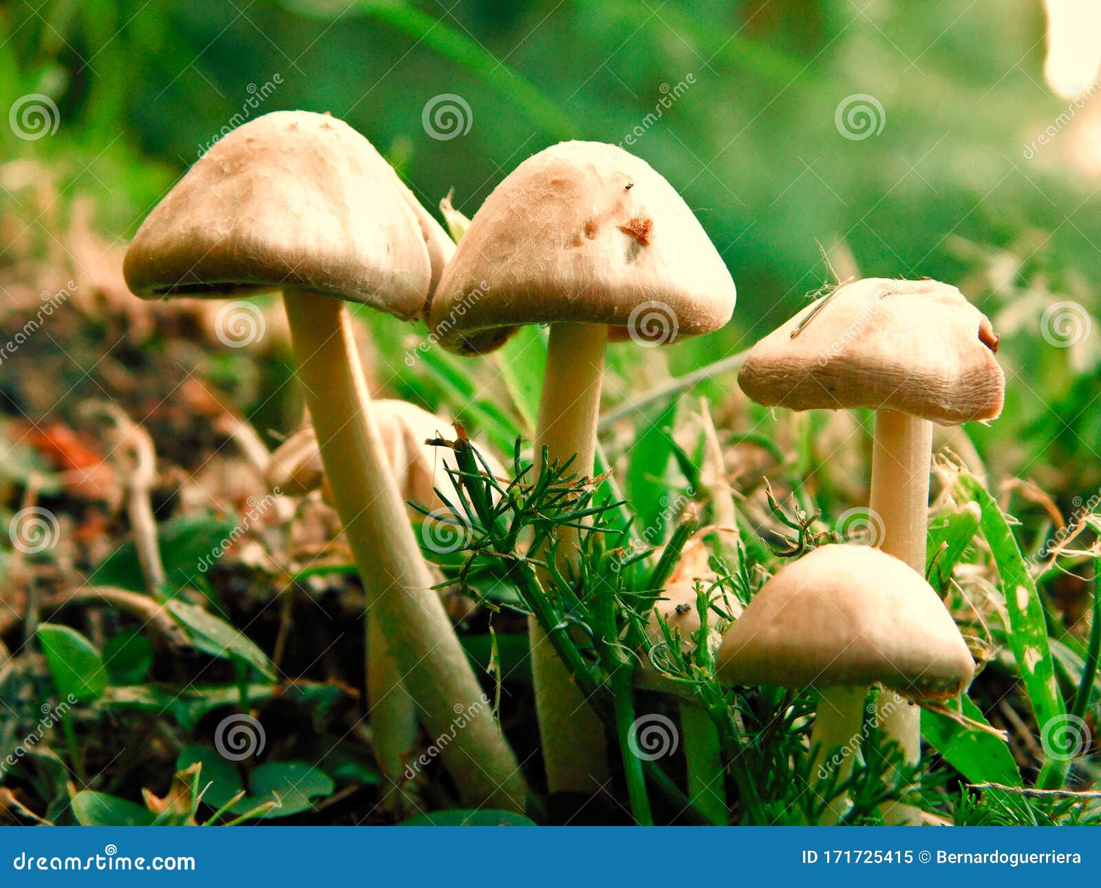 group of poisonous mushrooms