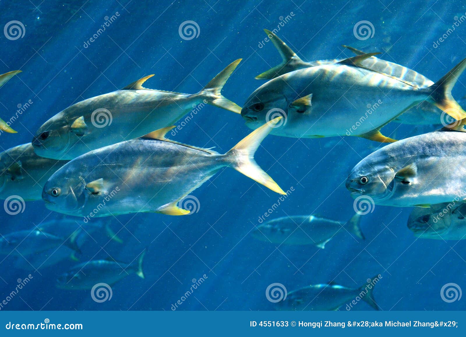 Group of pompano fish stock image. Image of linefish, rock 4551633
