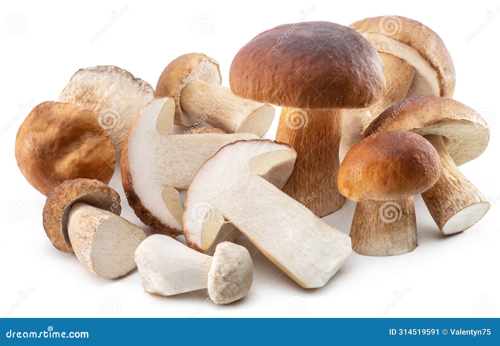 group of porcini mushrooms  on white background