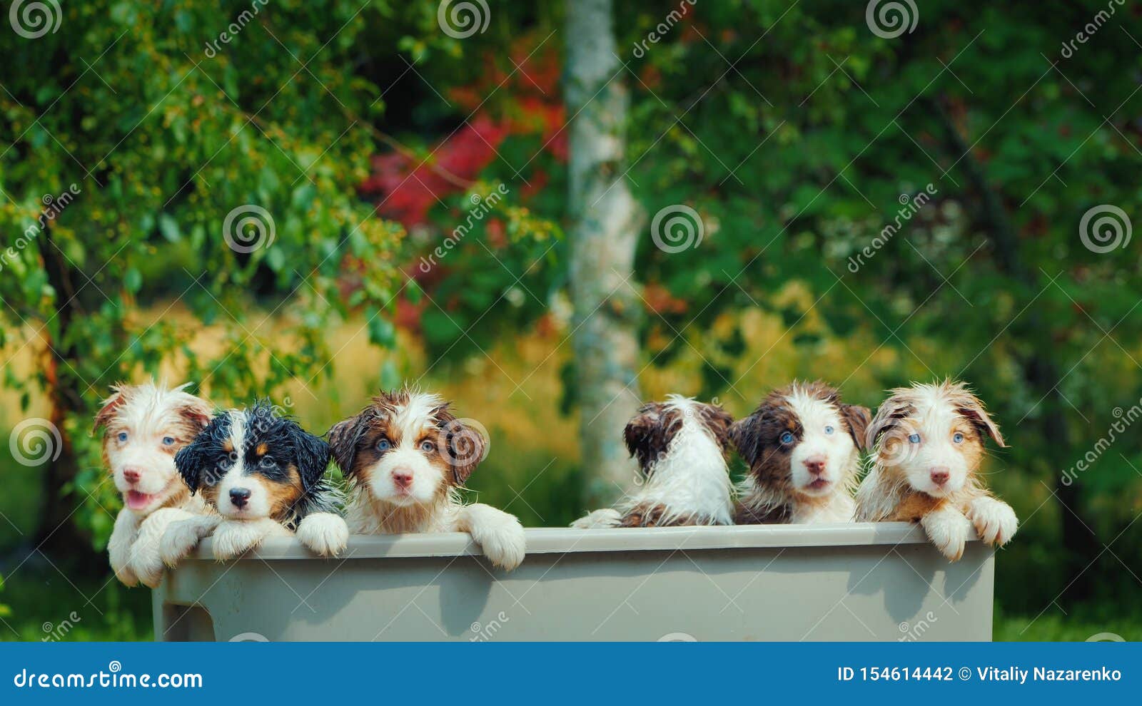 Group Portrait of Cute Wet Puppies Stock Photo Image of bath, cute