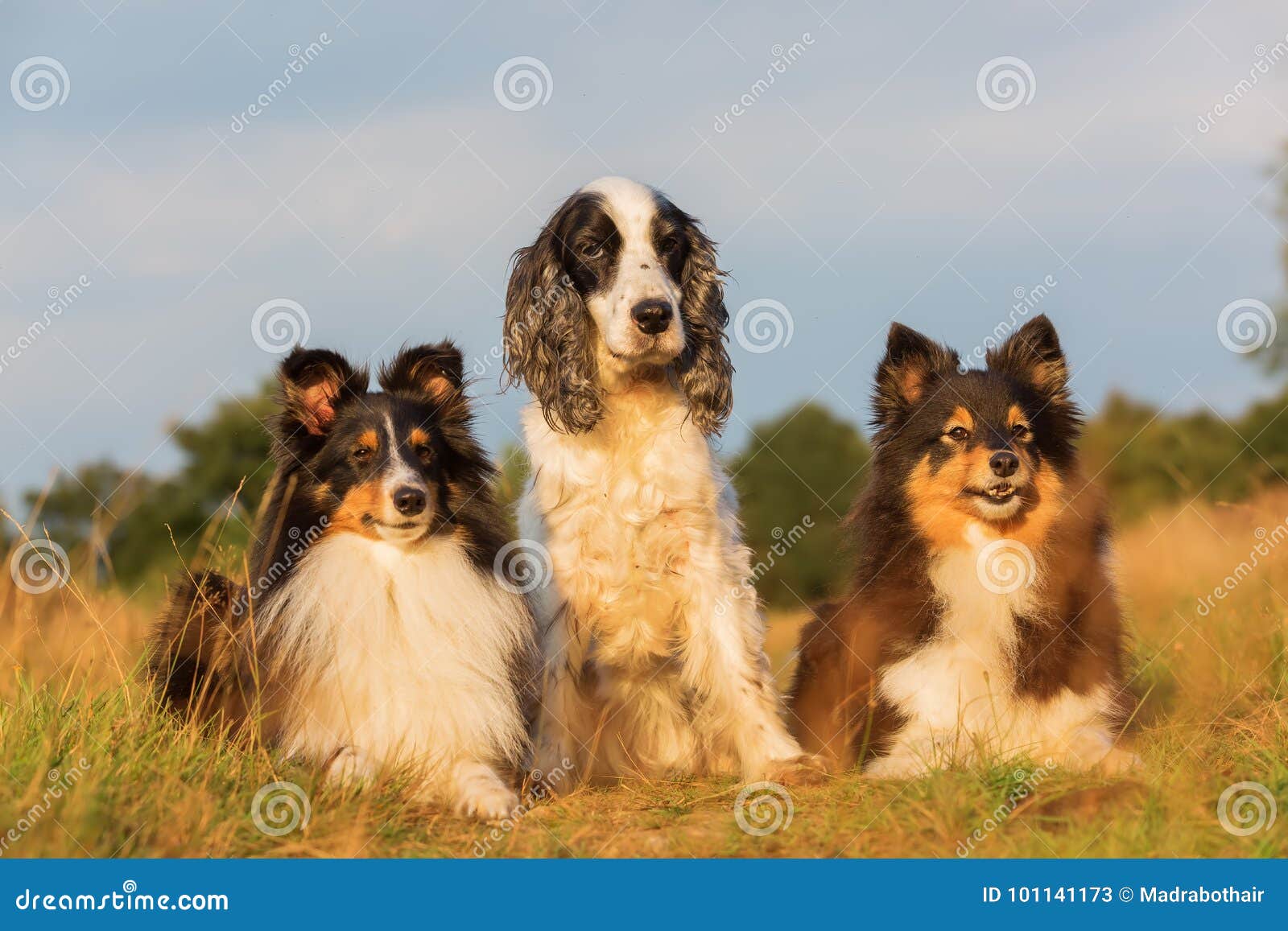 sheltie spaniel