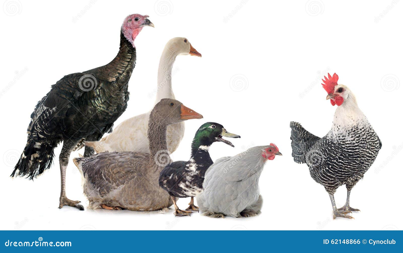 Group of poultry stock photo. Image of animal, female 62148866