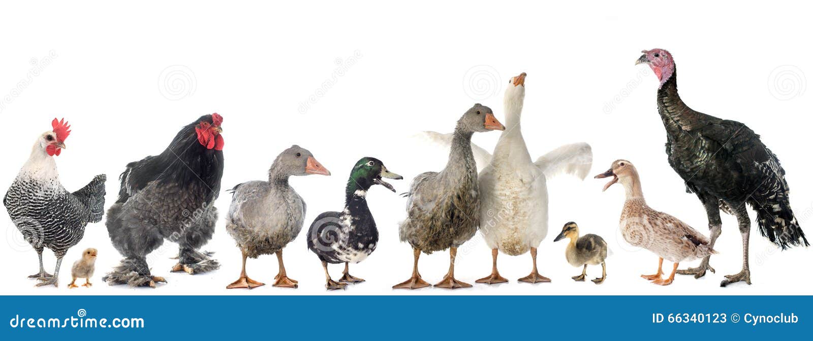 Group of poultry stock image. Image of group, agriculture 66340123