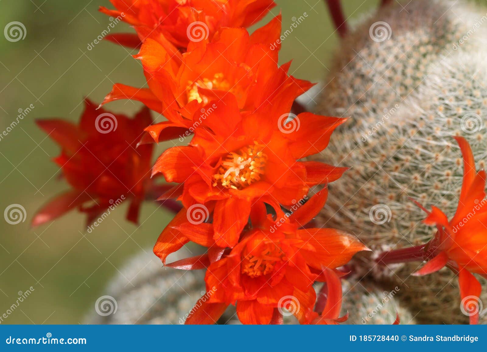 a group of pretty flowering cactus, rebutia lima naranja.