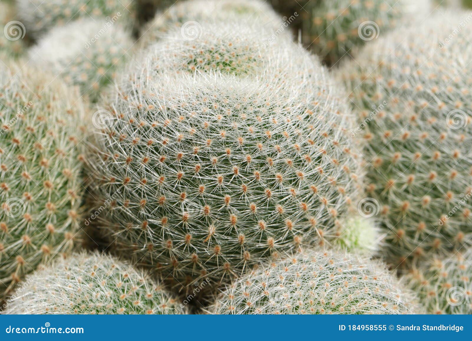 a group of beautiful thorny cactus, rebutia lima naranja.