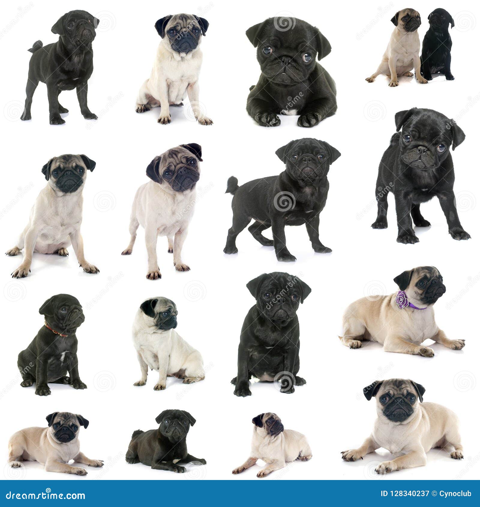 Group of pugs stock image. Image of cute, puppy, white 128340237