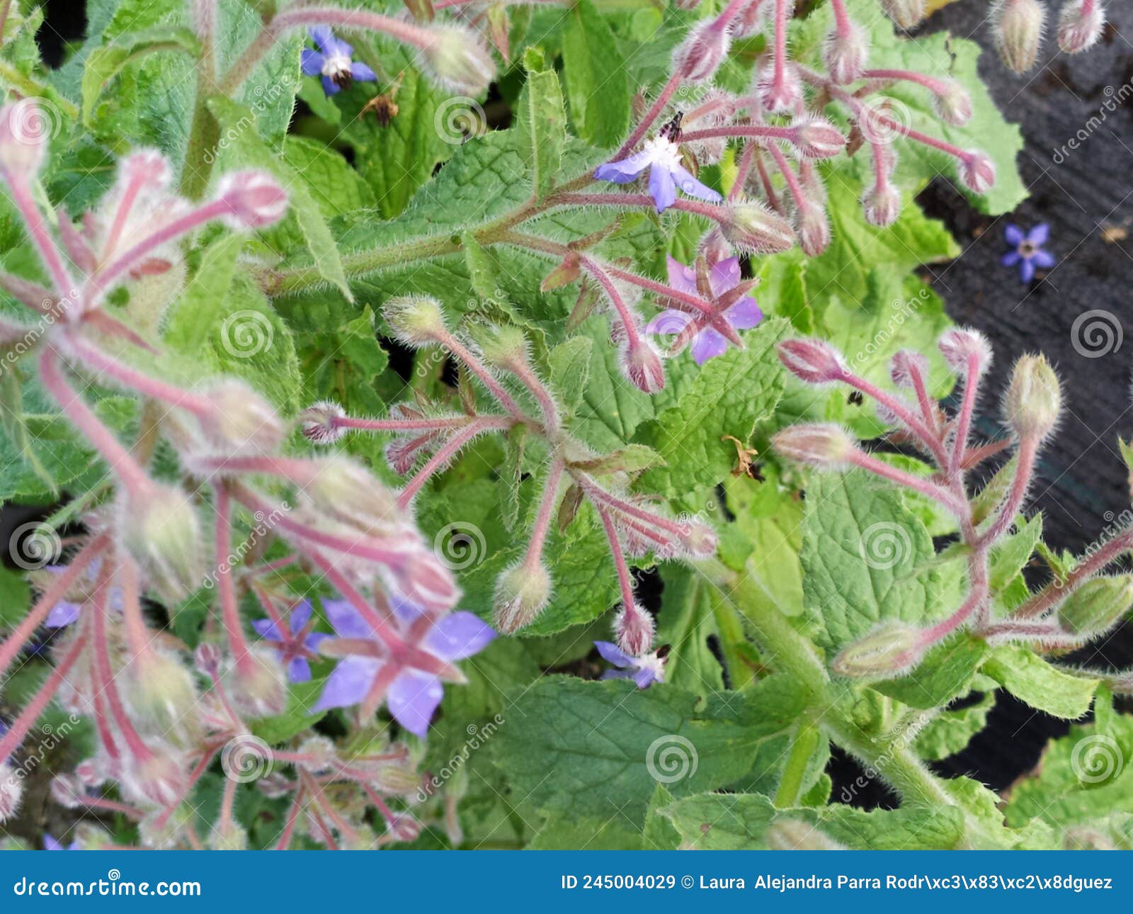 a group of purple borage flowers. un grupo de flores de borraja moradas colgando