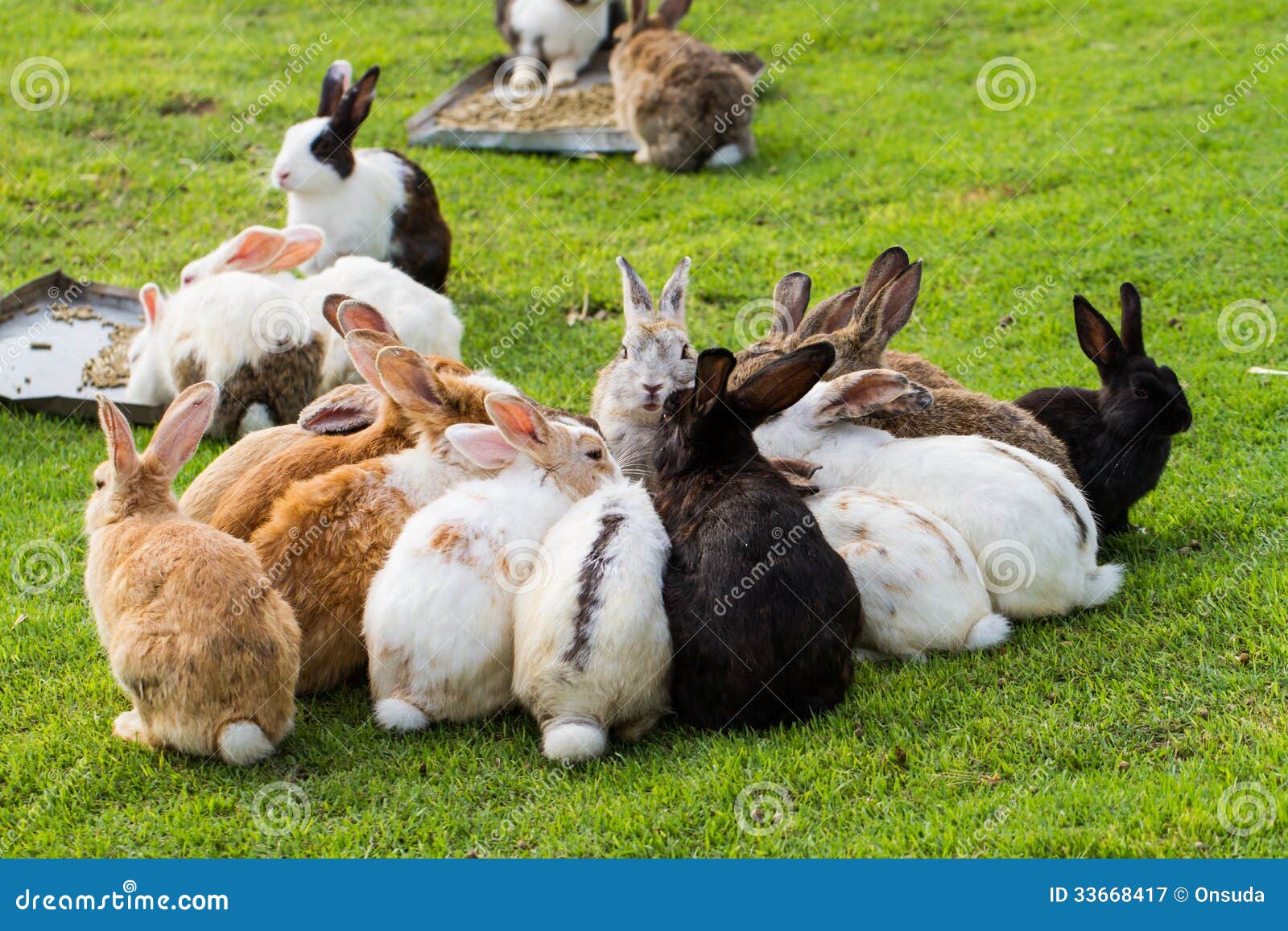 Group of rabbits stock image. Image of baby, look, rabbit 33668417