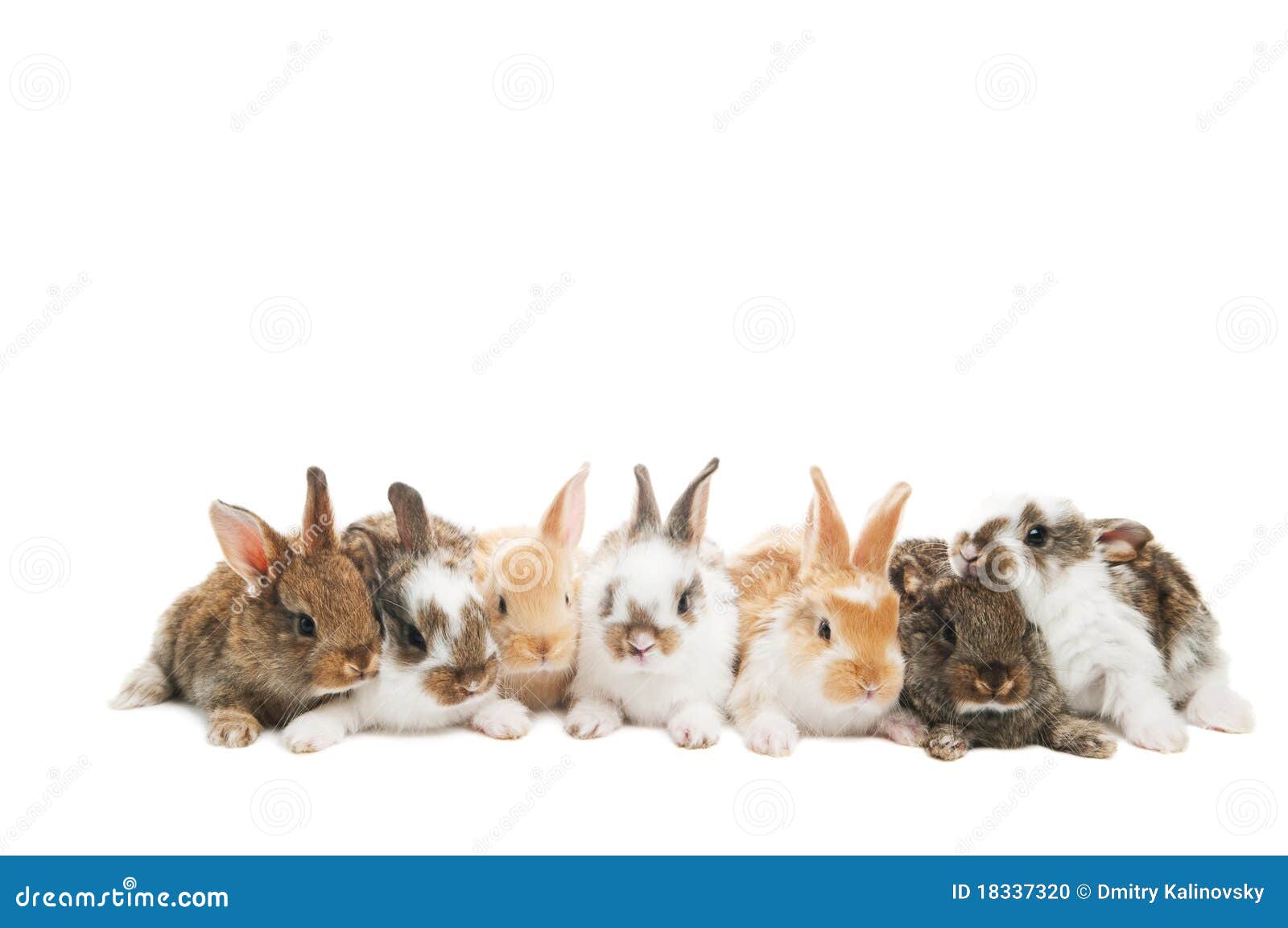 Group of rabbits in a row stock photo. Image of ears 18337320