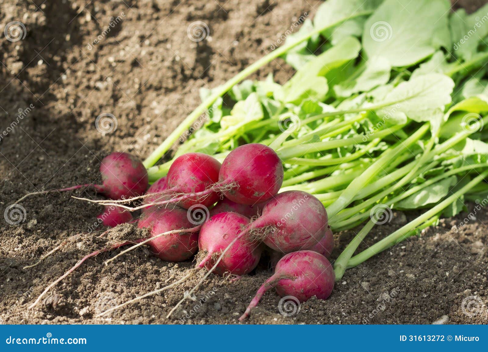 Group of Radishes in the Dirt Stock Photo Image of juice, radish