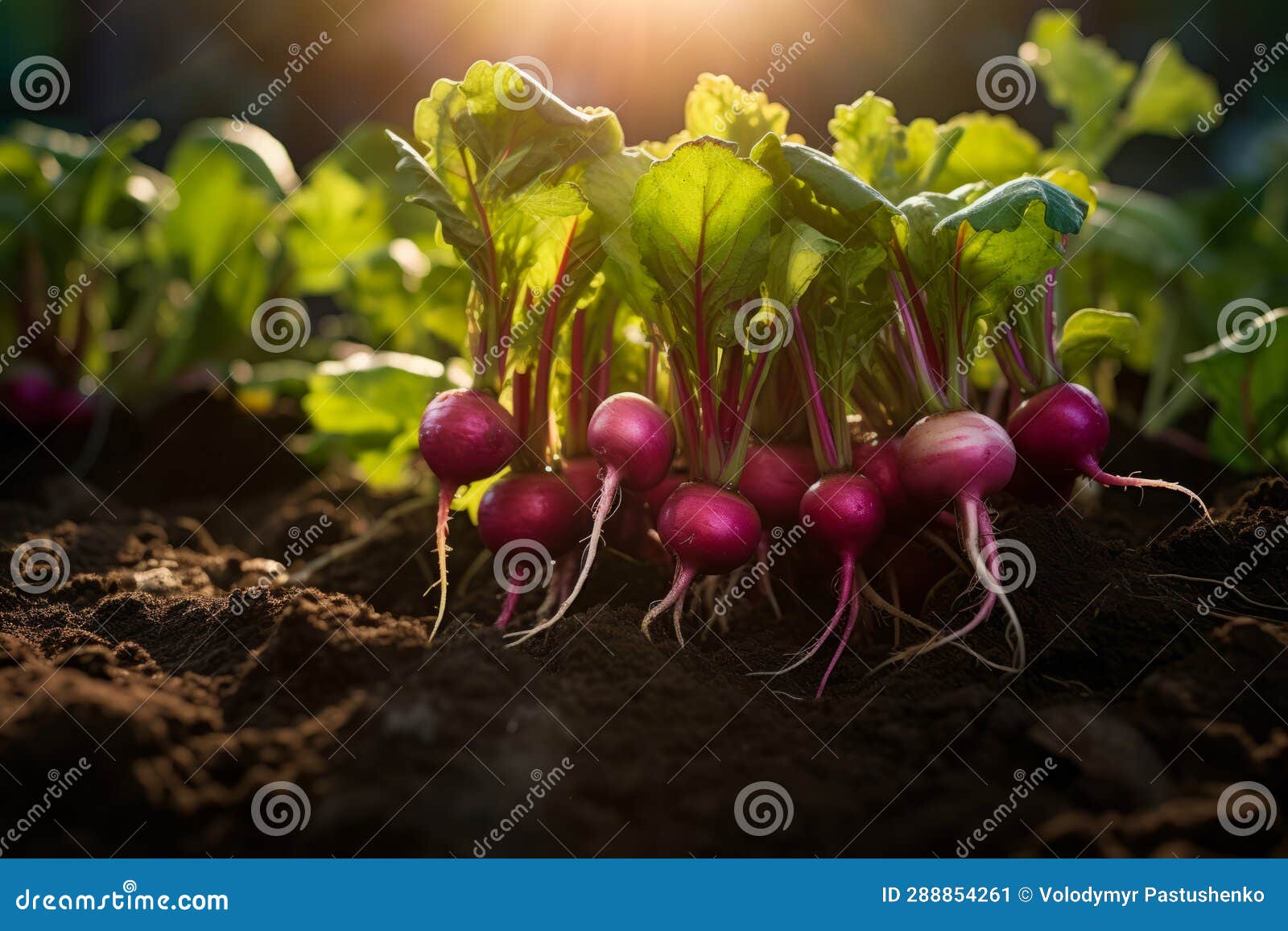 Group of Radishes Growing in the Dirt with the Sun Shining. Generative AI Stock Image Image of