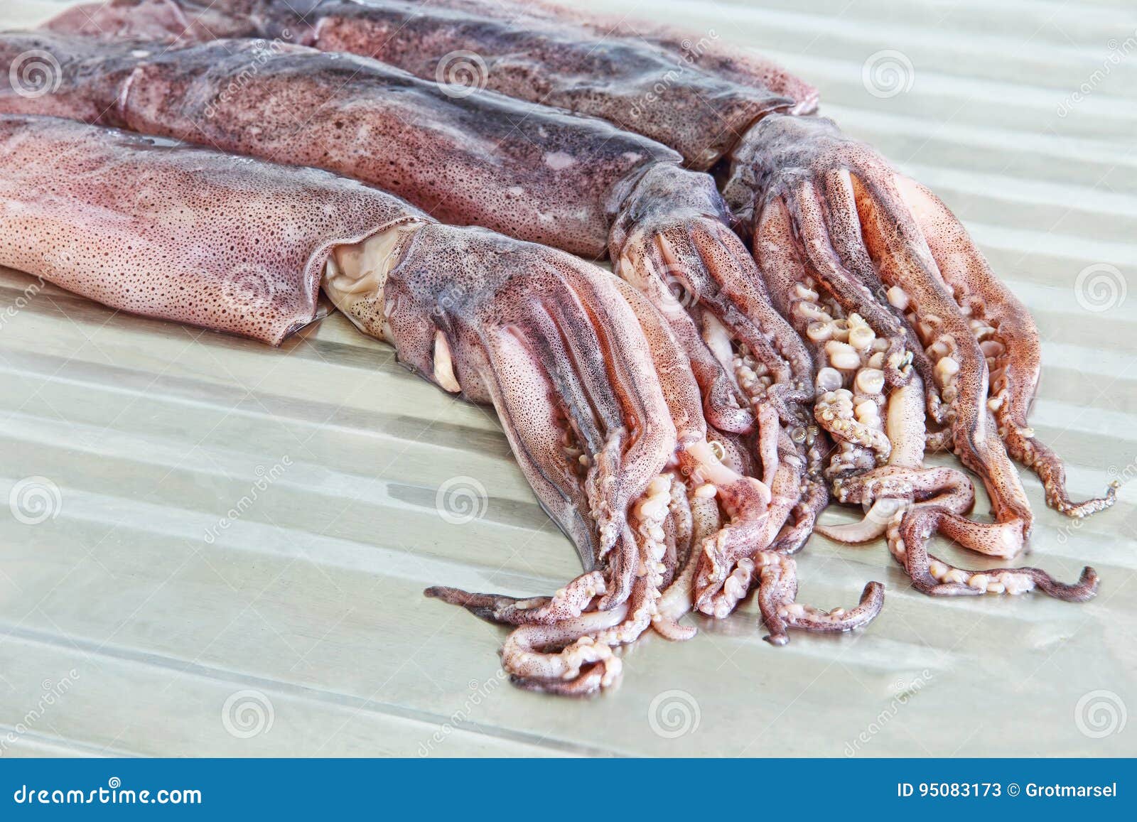 group of squids group of squids