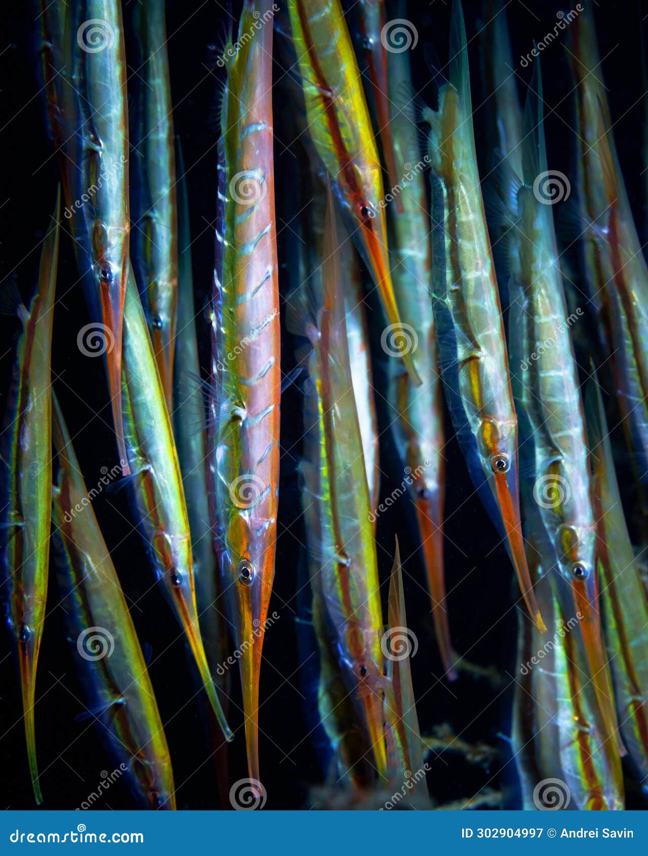 group razorfish, centriscus scutatus strigatus swimming on black background