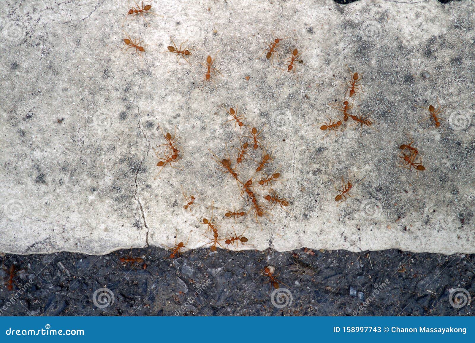 Group of Red Ant Fighting on the Cement Floor Stock Image Image of