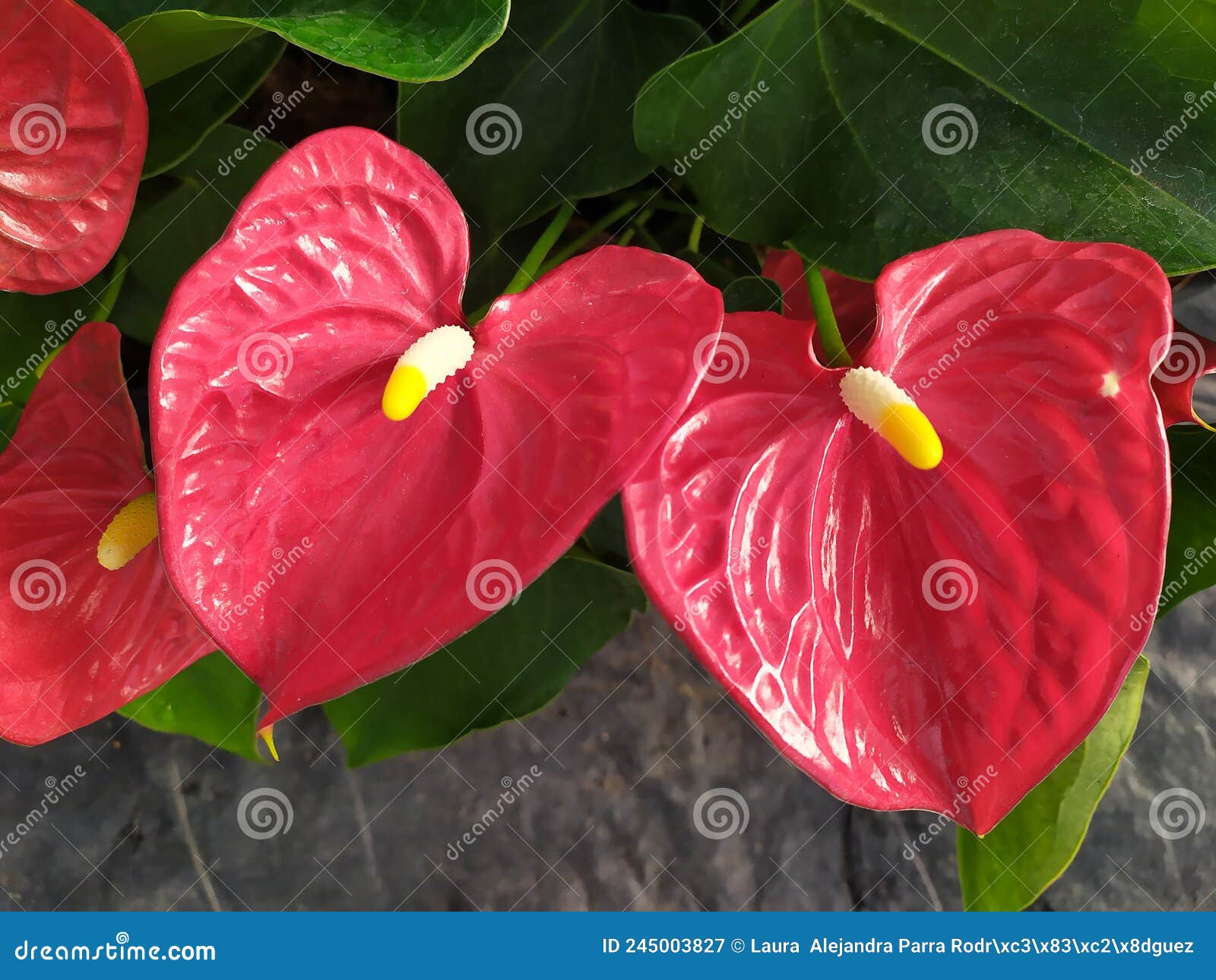 a group of red anthurium flowers. un grupo de flores anturiana rojas