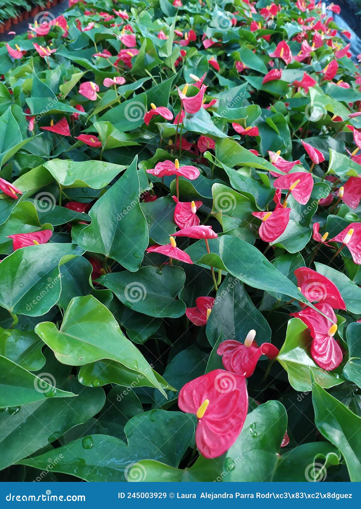 a group of red anthurium flowers. un grupo de flores anturiana rojas