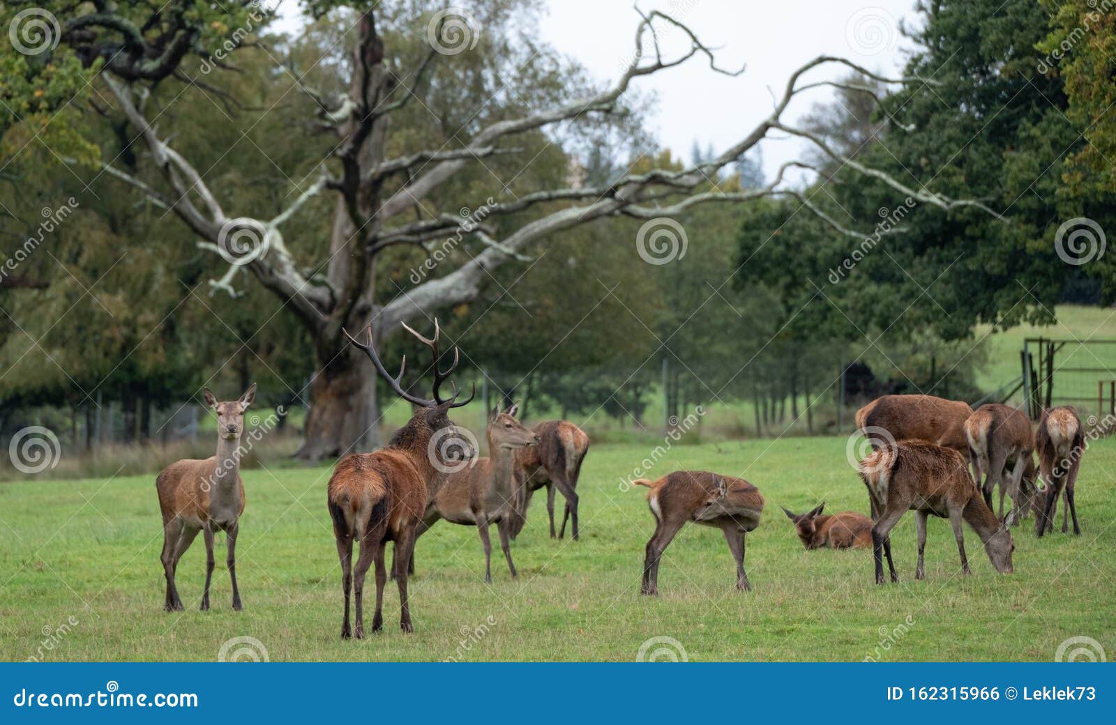 Group of Red Deer, Including Male with Antlers and Female Hinds ...