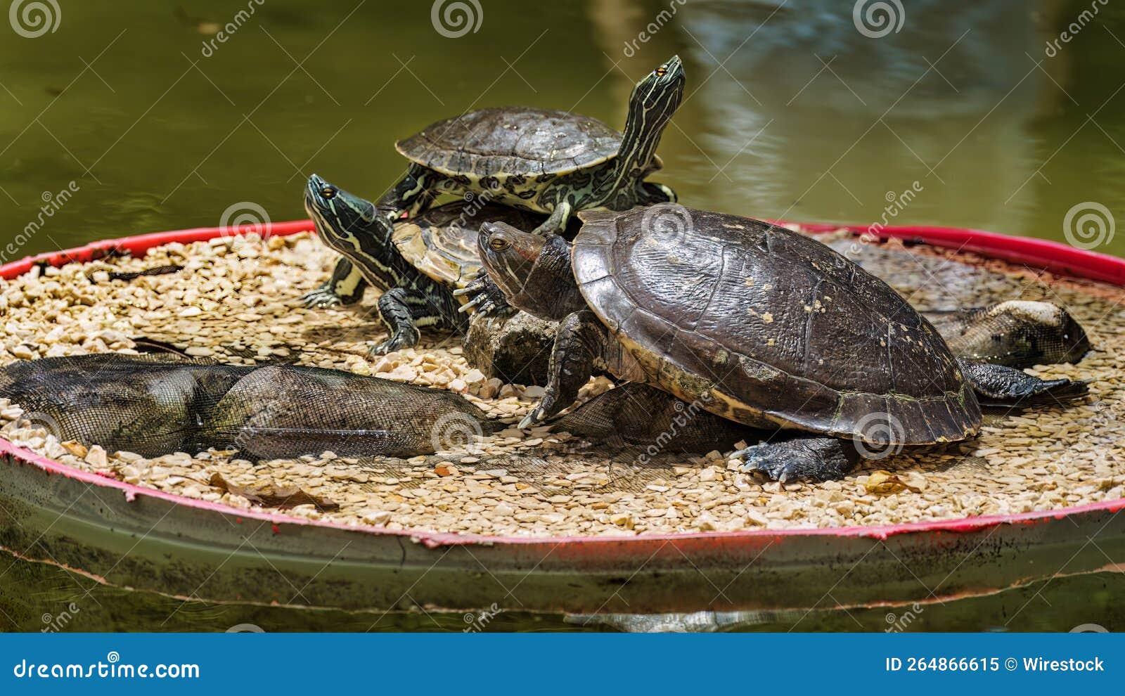 group of red-eared terrapins (trachemys scripta elegans)