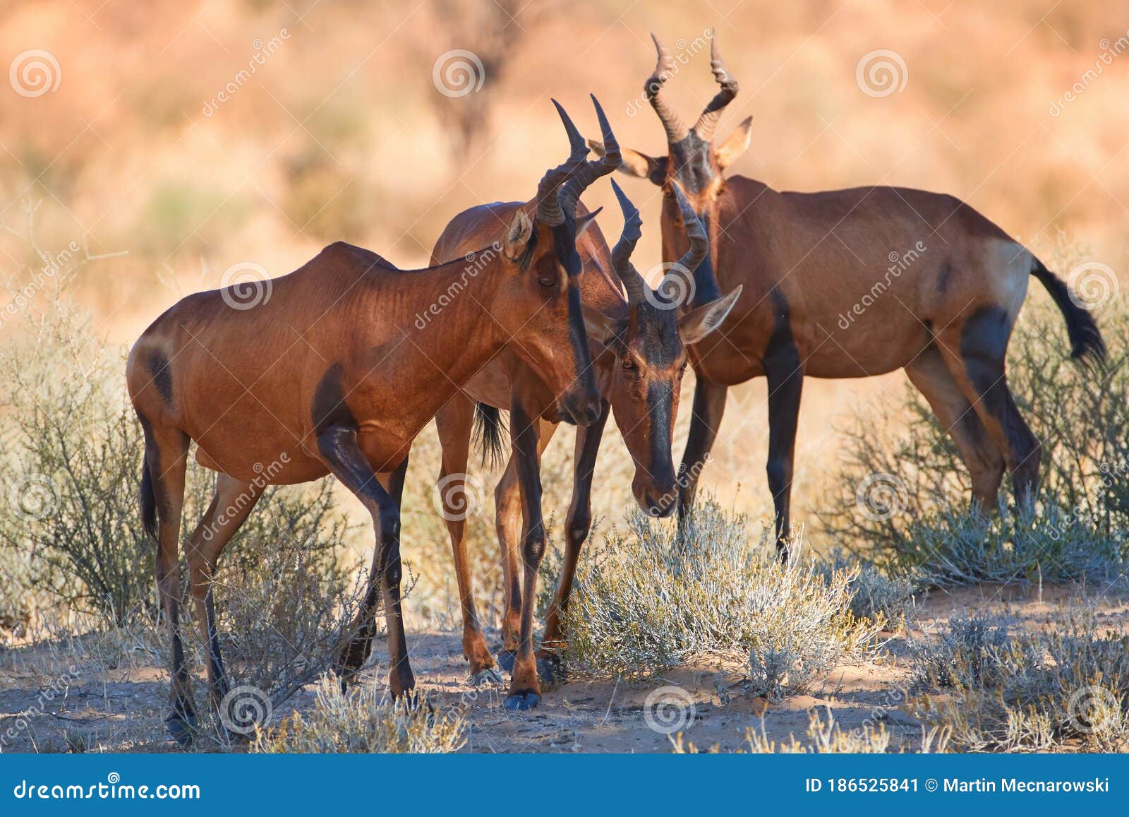 Group of Red Hartebeest, Alcelaphus Buselaphus, Hidden in the Shadow of  Tree. Desert Animals Against Red Dunes of Kgalagadi Stock Image - Image of  park, desert: 186525841