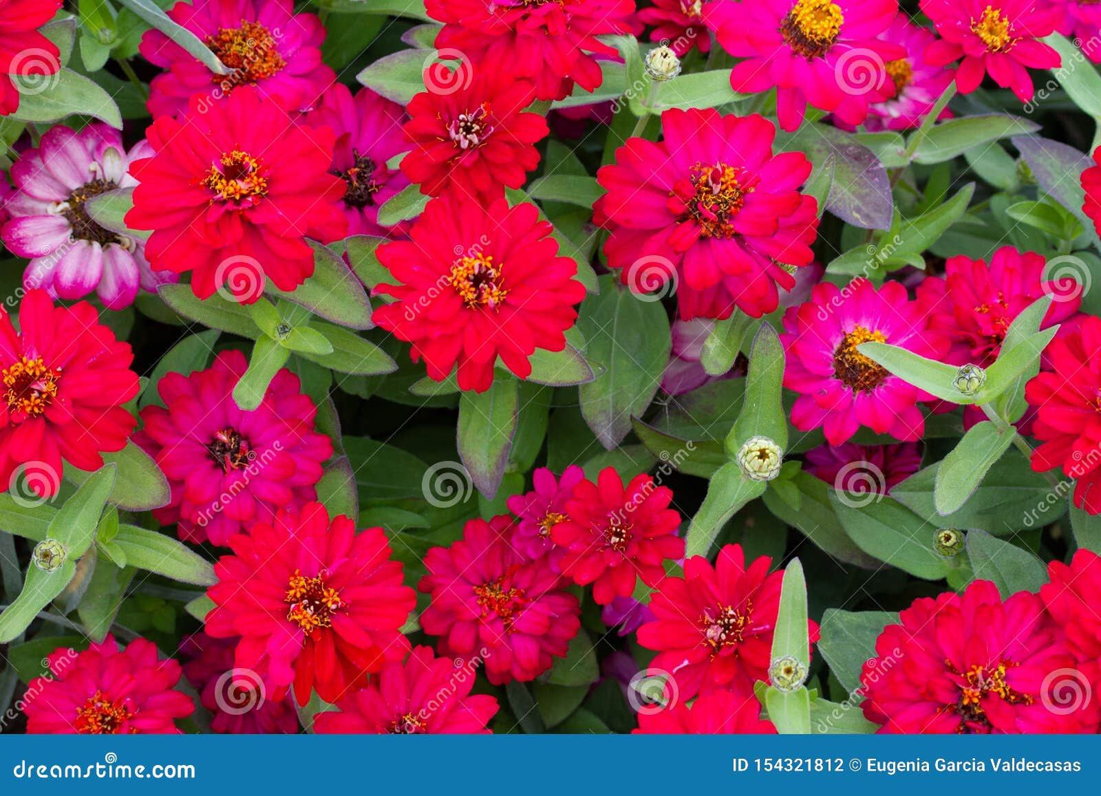 group of red and lila flowes