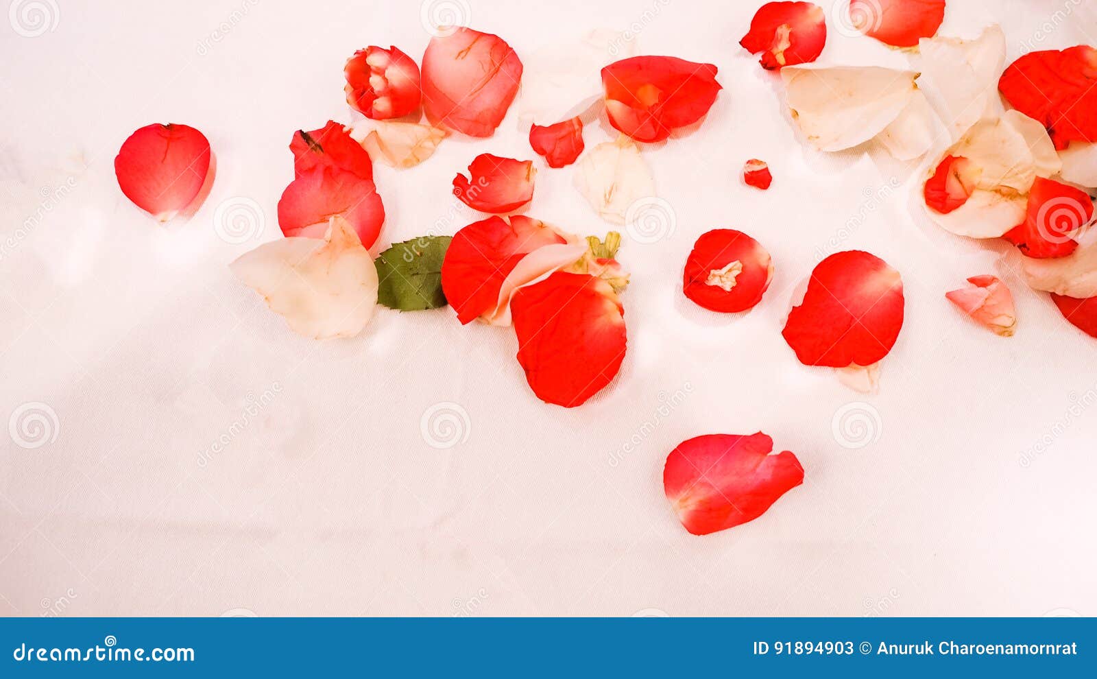 Group of Red and White Rose Petals Fallen with White Background Stock