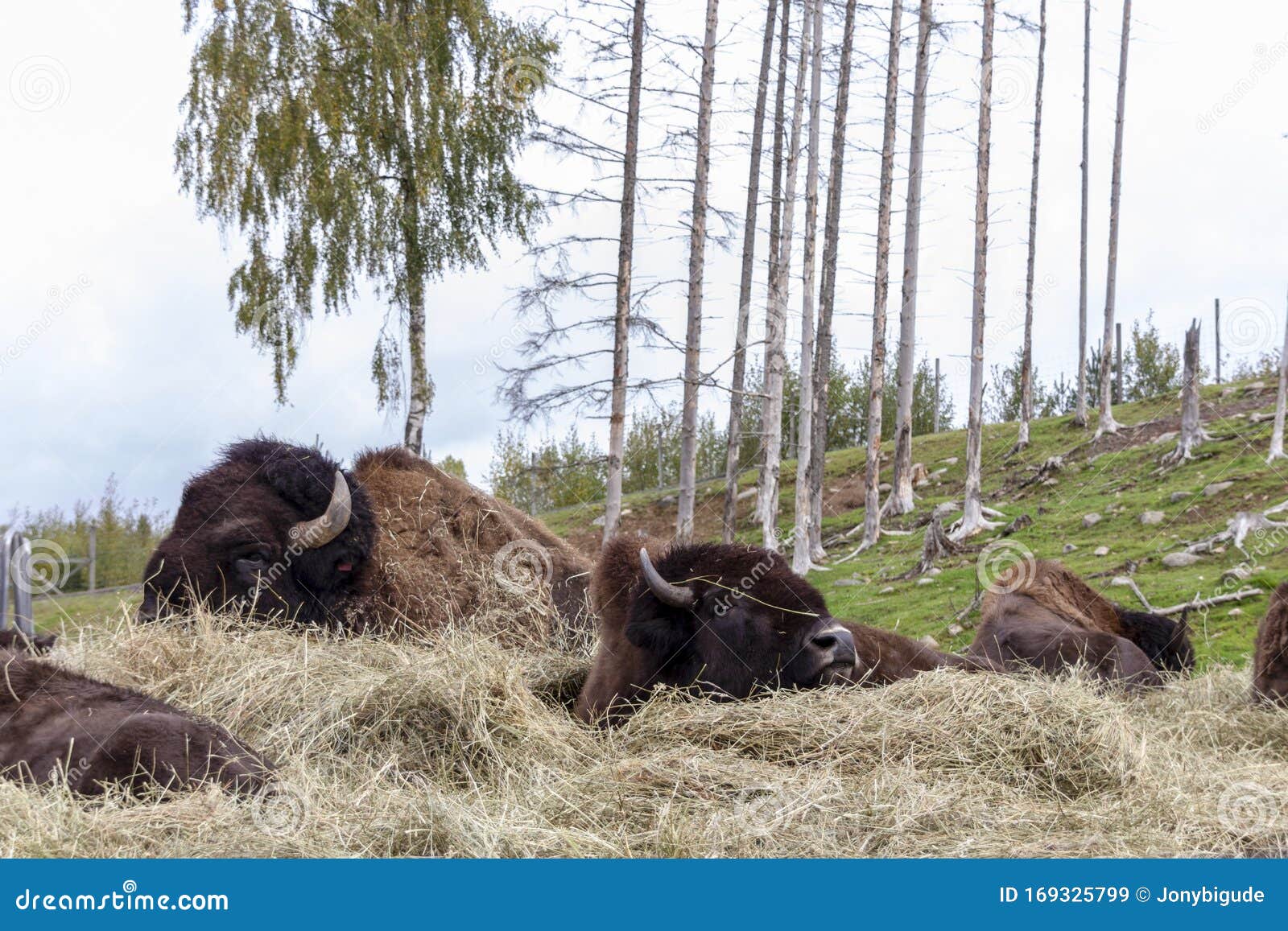 Group of bison stock image. Image of laying, resting 169325799