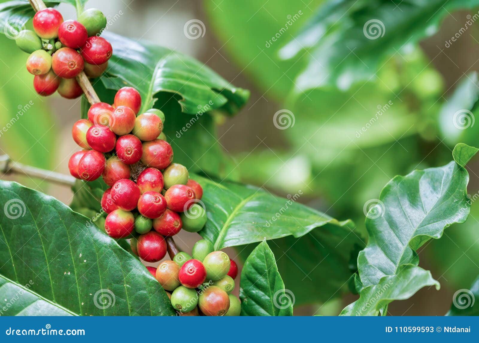 Coffee berries on its tree stock image. Image of macro 110599593
