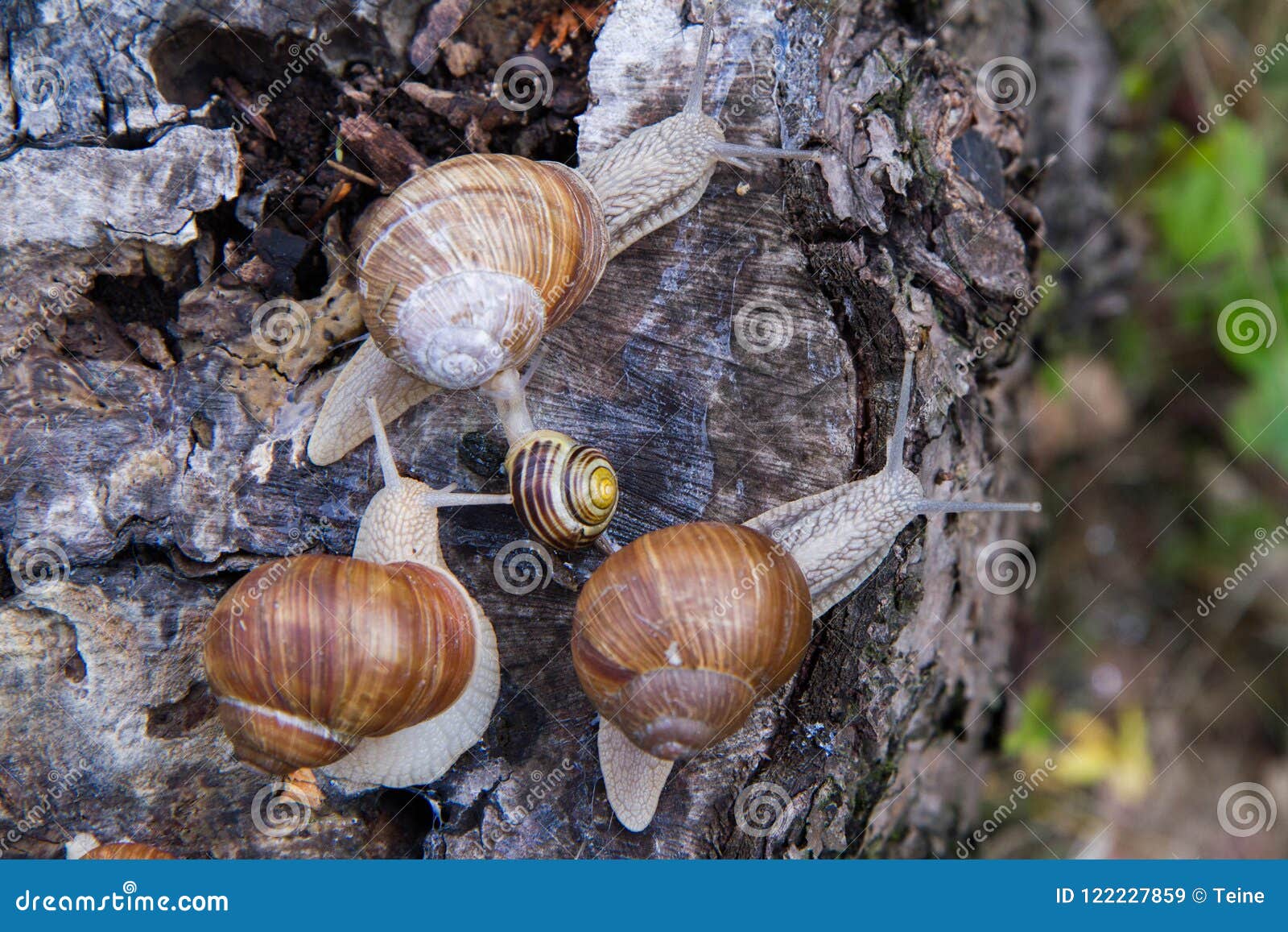 Snails stock image. Image of ecosystem, creature, season 122227859