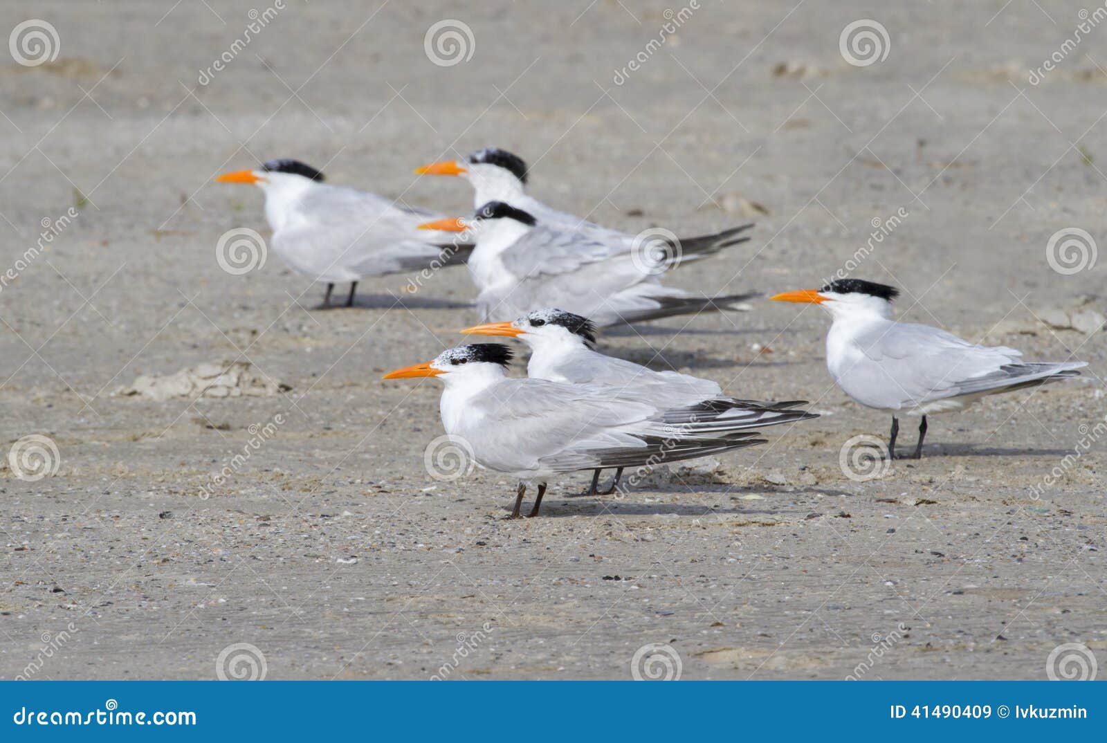 a group of royal terns (sterna maxima)
