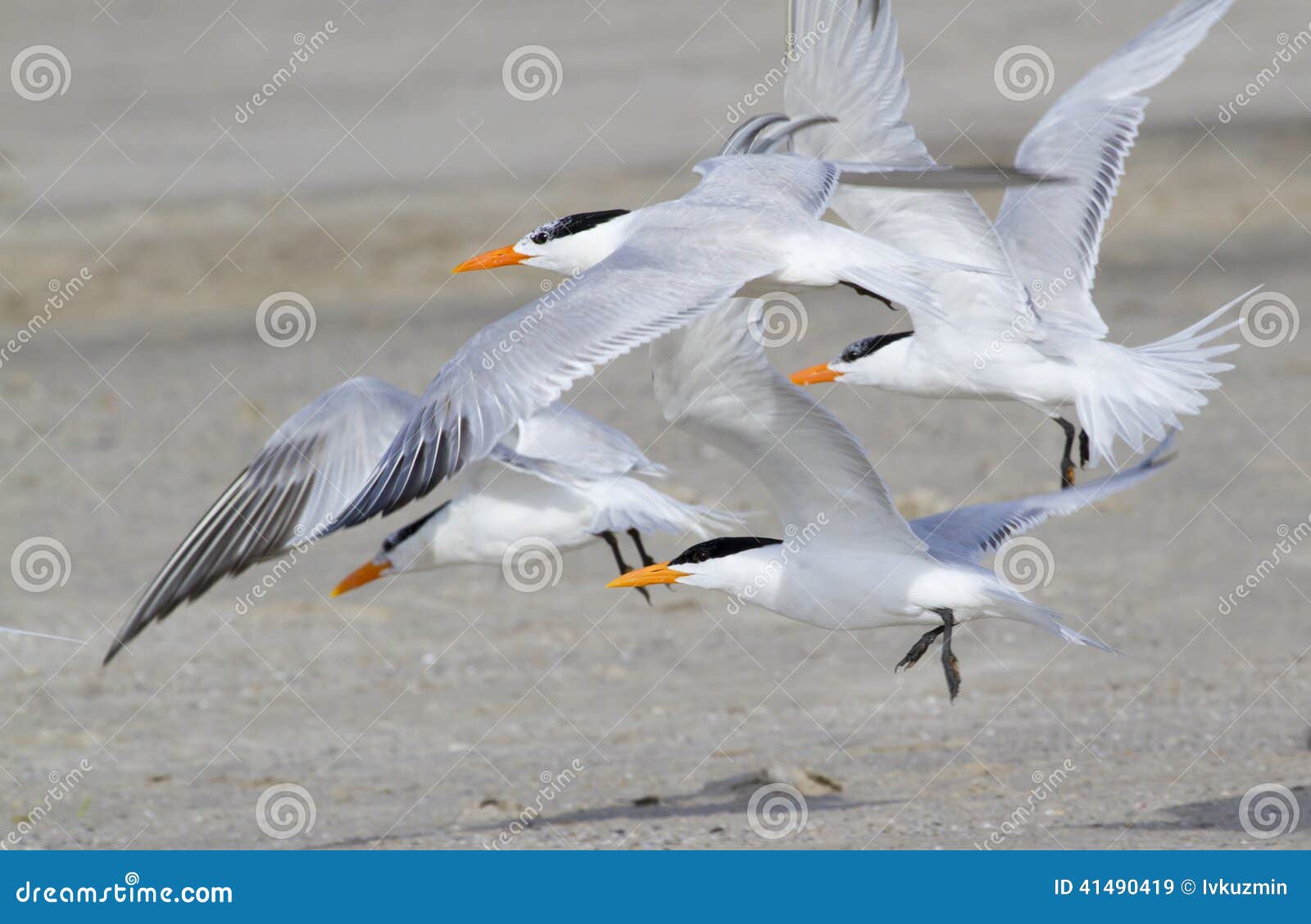 a group of royal terns (sterna maxima)
