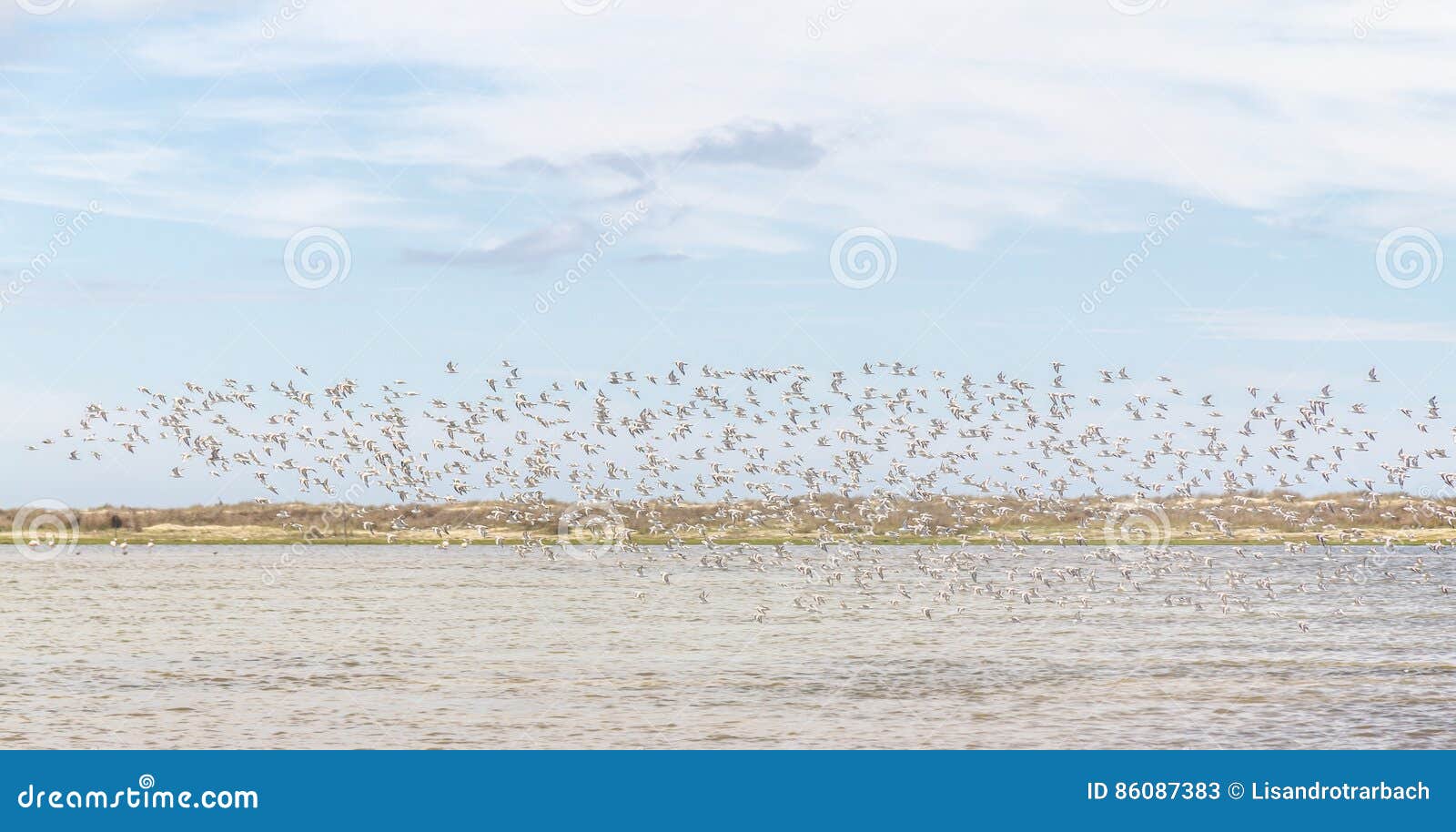 group of sanderlings at lagoa do peixe
