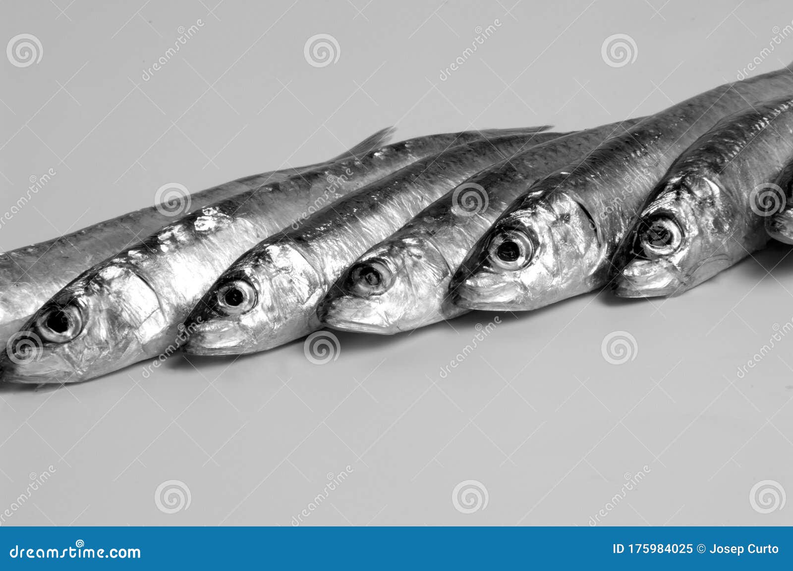 Group of sardines in a row stock image. Image of dish 175984025