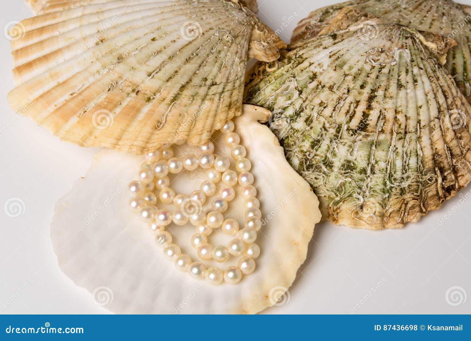 Group Scallop Shells Pearl Necklace Photos Free & RoyaltyFree Stock