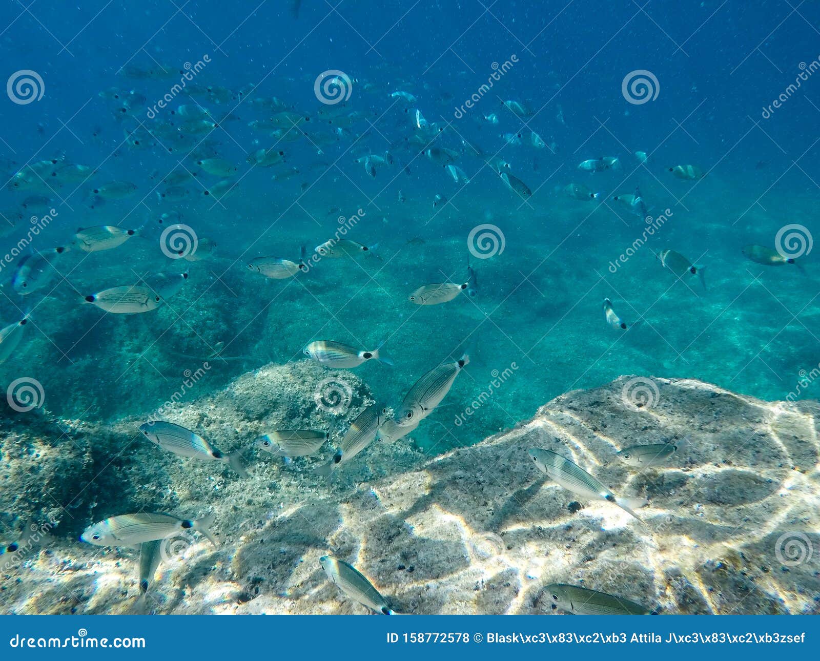 A Group of Sea Fish Swim Under the Water Near the Rocks Stock Photo ...