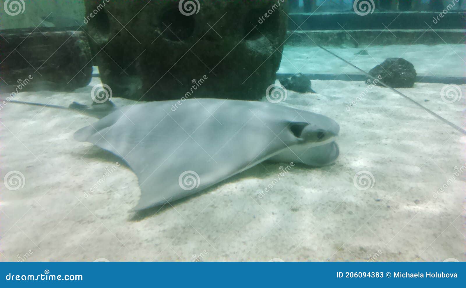 stingray in the aquarium of a zoo