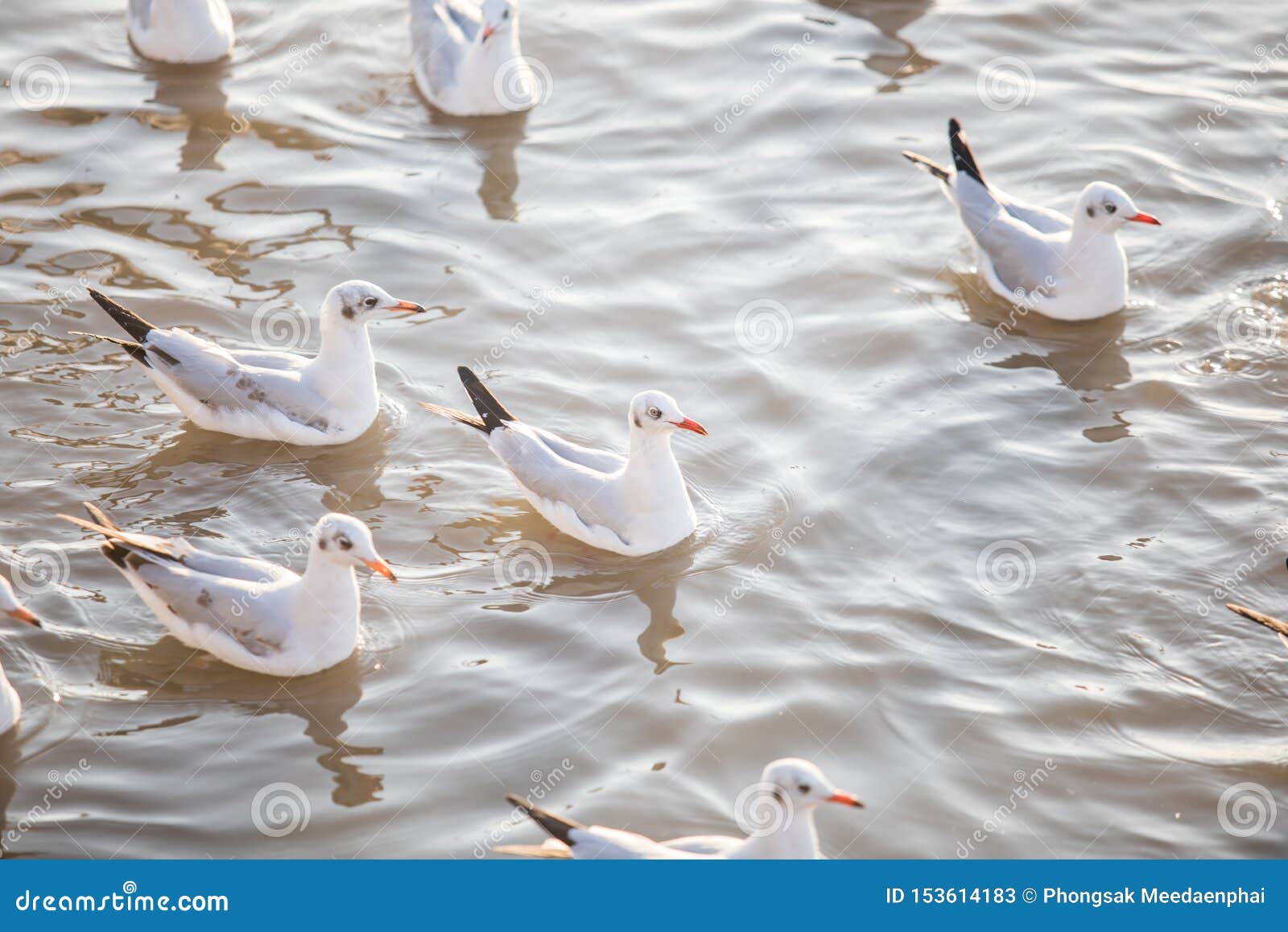 group of seagull bird swimming on sea at bang poo, samutprakan, thailand.