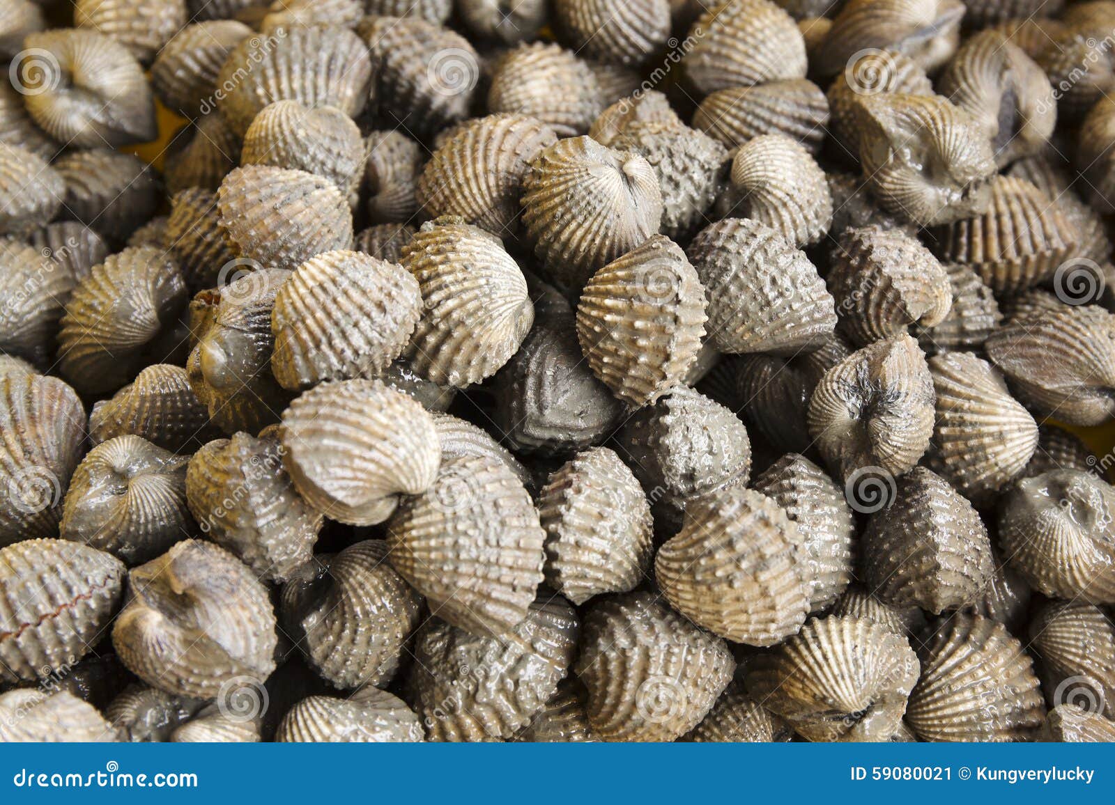 Group of Shellfish Cockles stock image. Image of gourmet 59080021