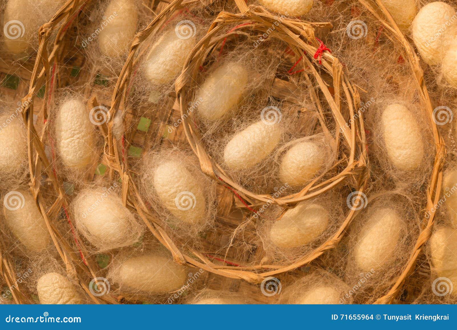 Group of Silk Worm Cocoons Nests Stock Photo - Image of group, delicate ...