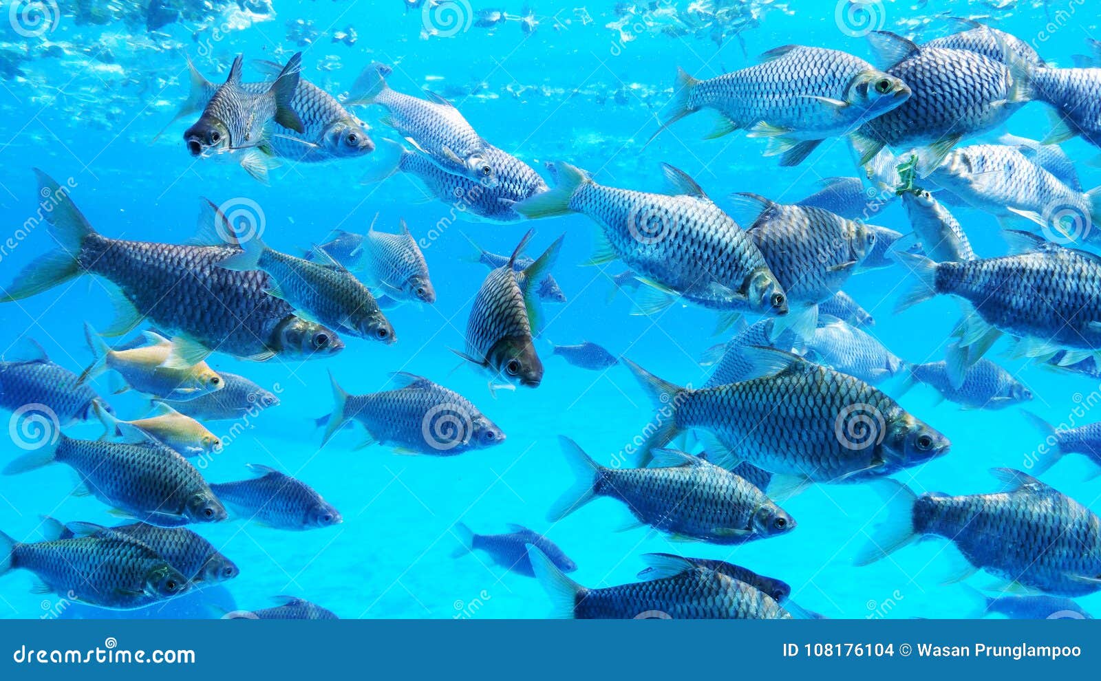 https://thumbs.dreamstime.com/z/group-silver-barb-fish-water-group-silver-barb-fish-108176104.jpg