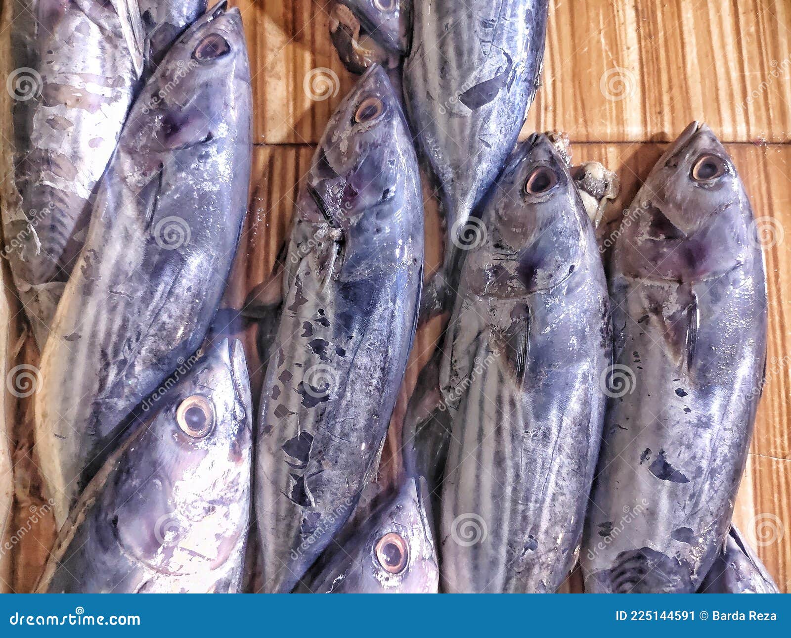 Group of Skipjack Tuna Katsuwonus Pelamis Euthynnus Affinis on a Wooden