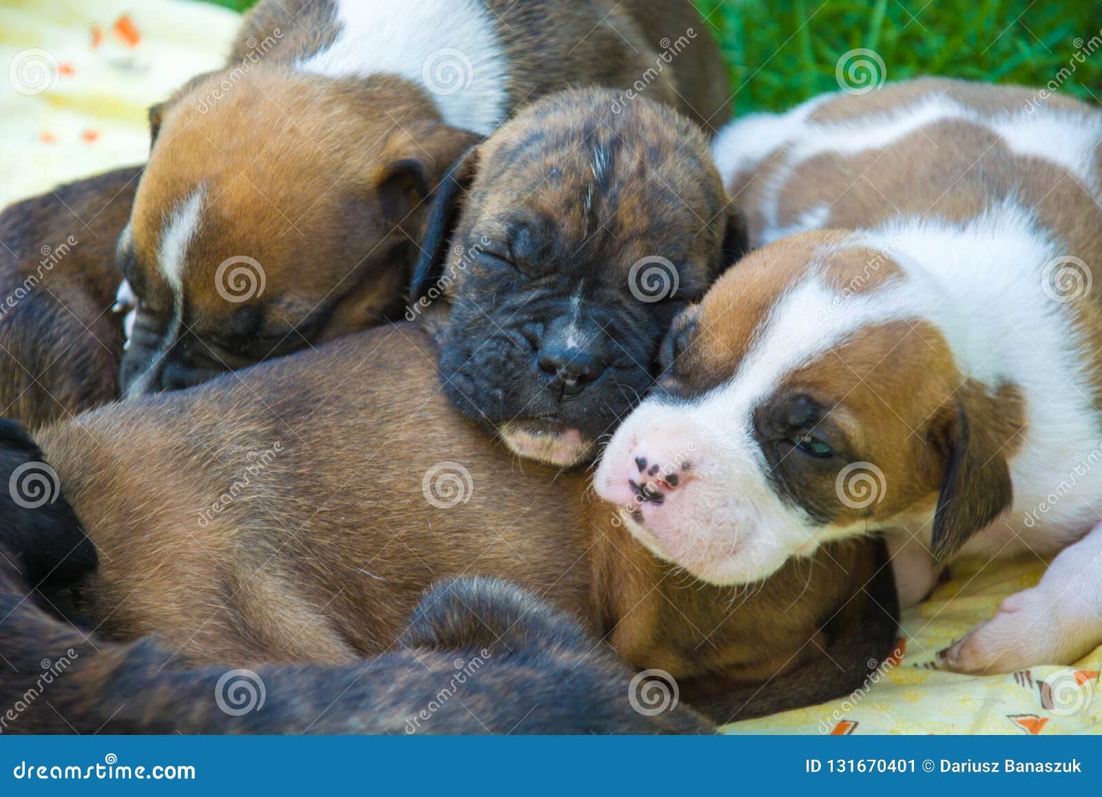 Group of Sleeping Boxer Cute Puppies. Stock Image Image of lovely