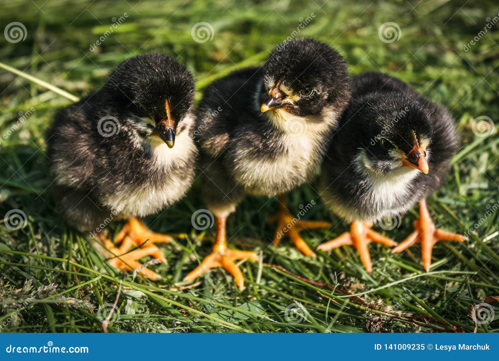 Three Little Black Chickens In Green Grass. Stock Image Image of