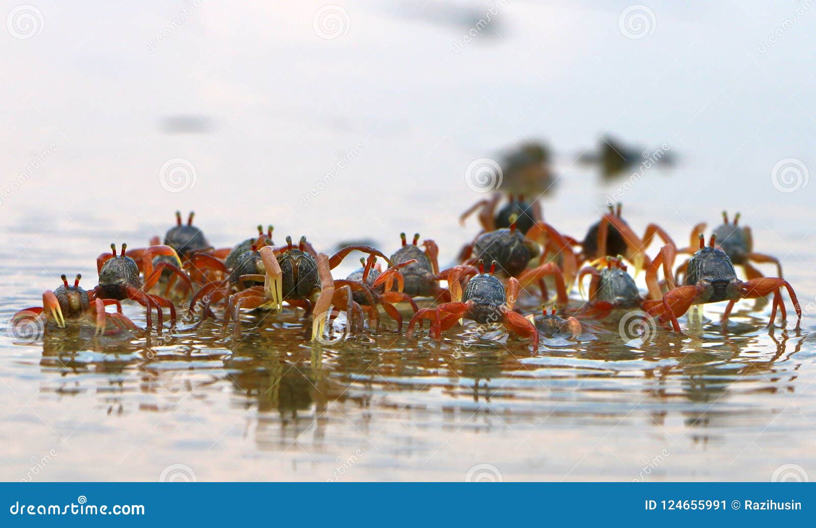 246 Crab Moving Stock Photos - Free & Royalty-Free Stock Photos