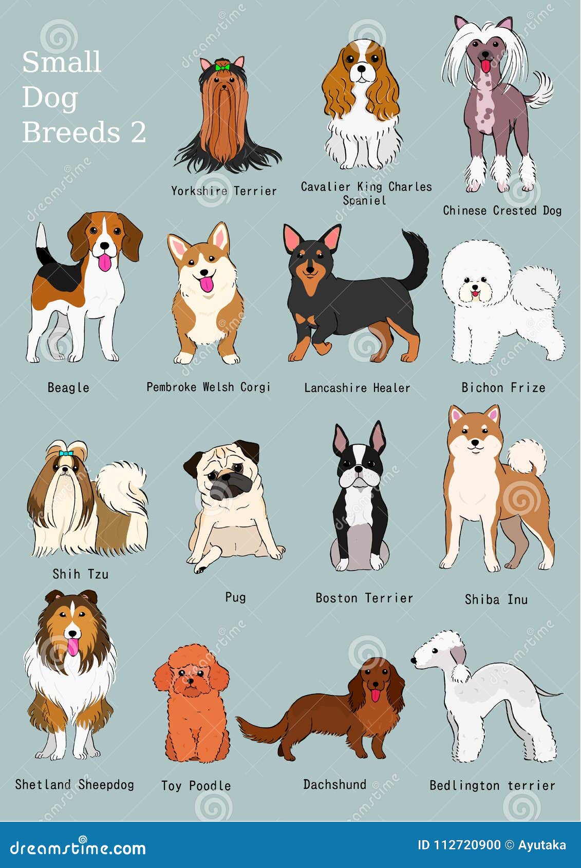 names of dogs breeds with pictures