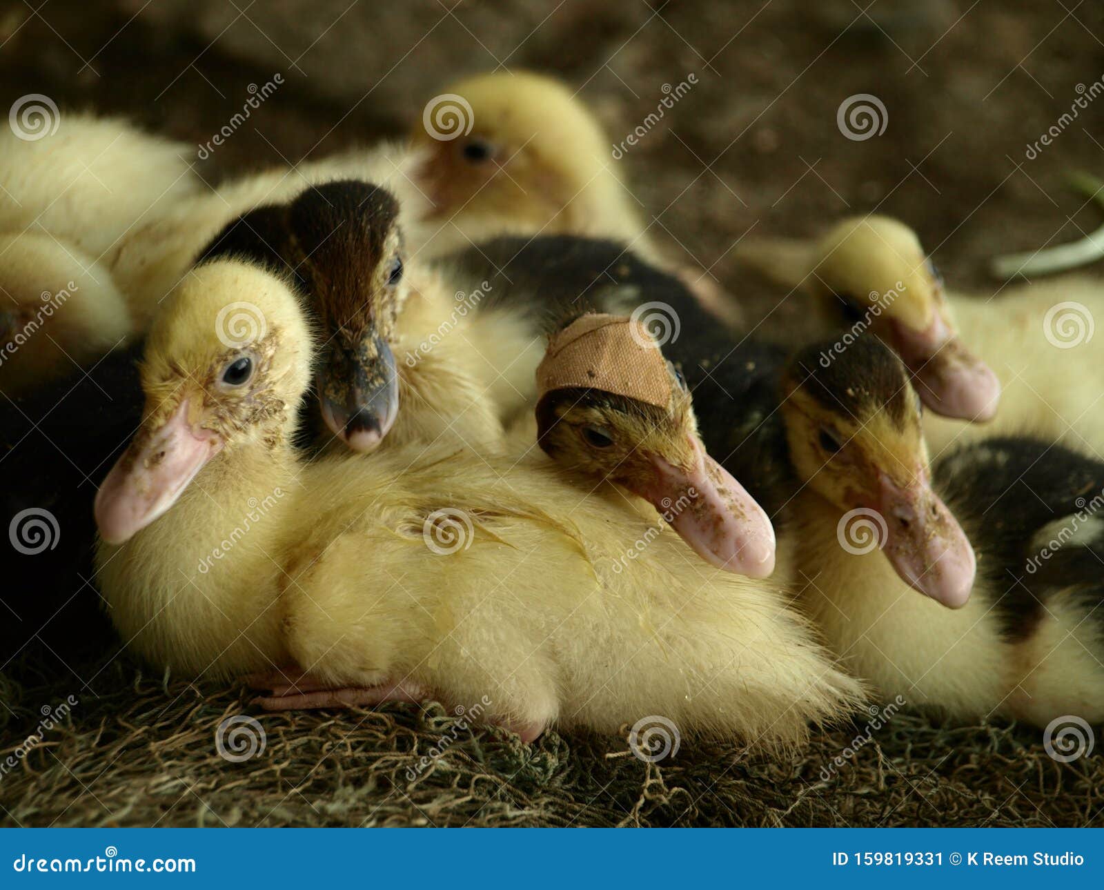 A Group of Small Ducks before Bed Stock Image Image of brown, group