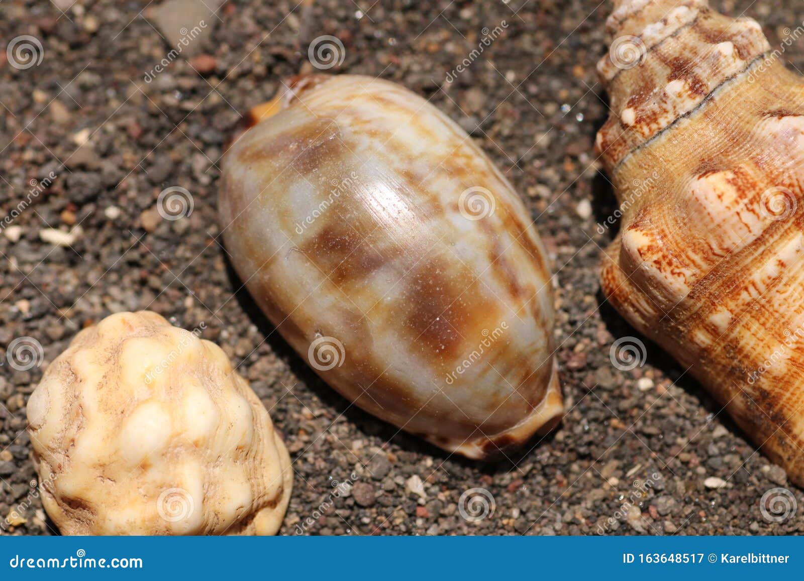 Conical Sand Snail Egg Sac On Sandy Beach Royalty Free Stock Photo