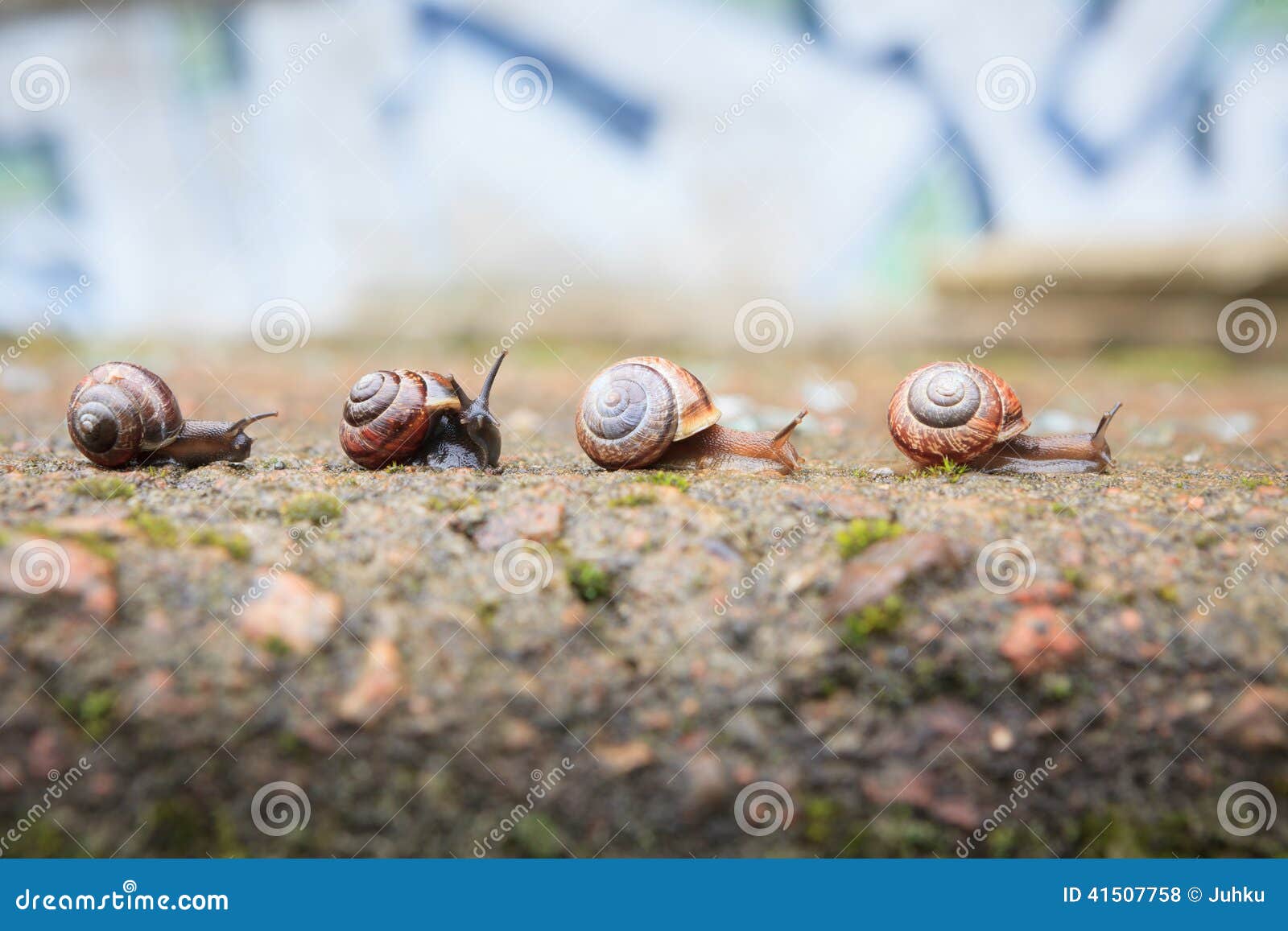 Group of Small Snails Going Forward Stock Photo Image of detail, line 41507758